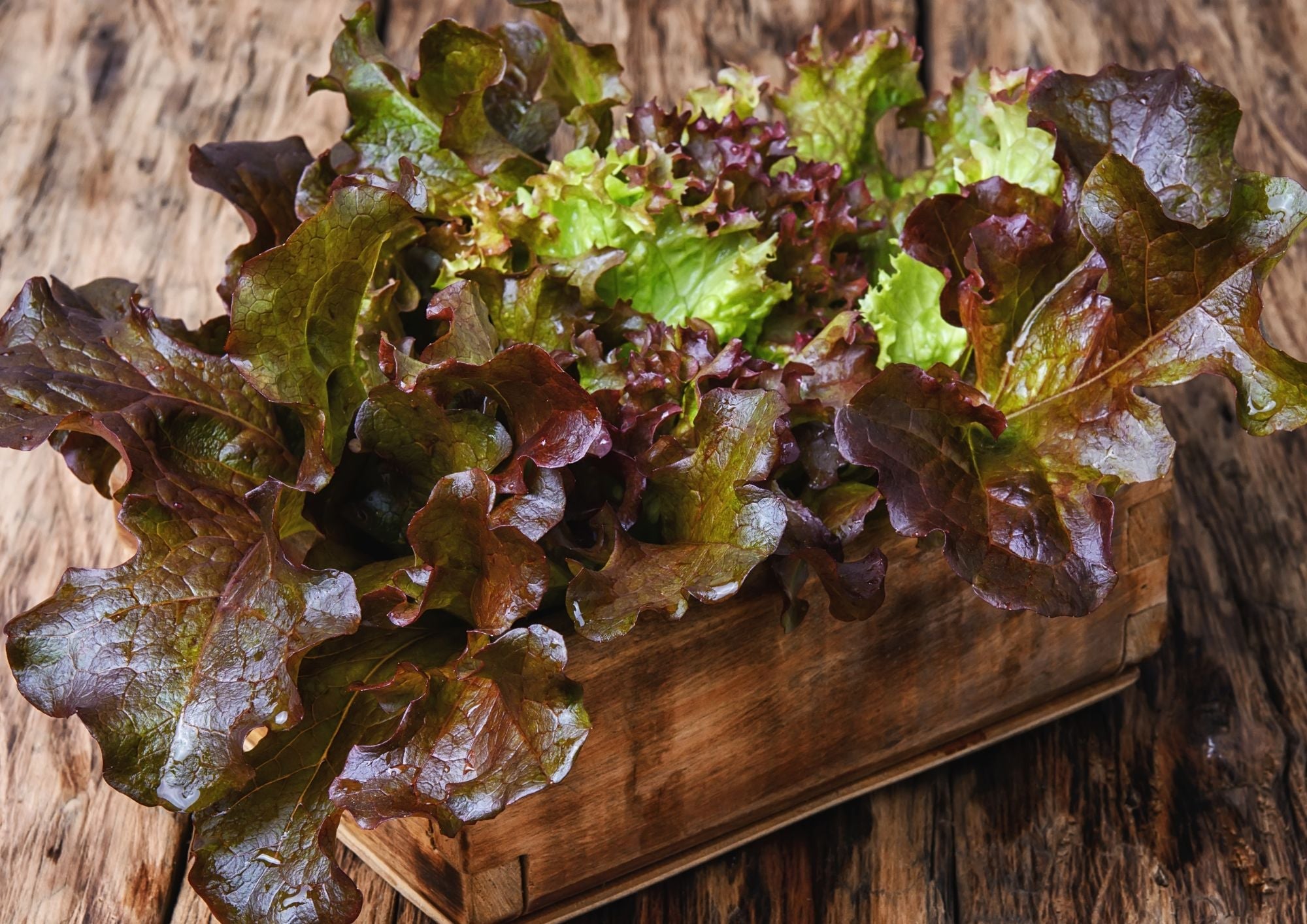 Lettuce Lollo Rossa
