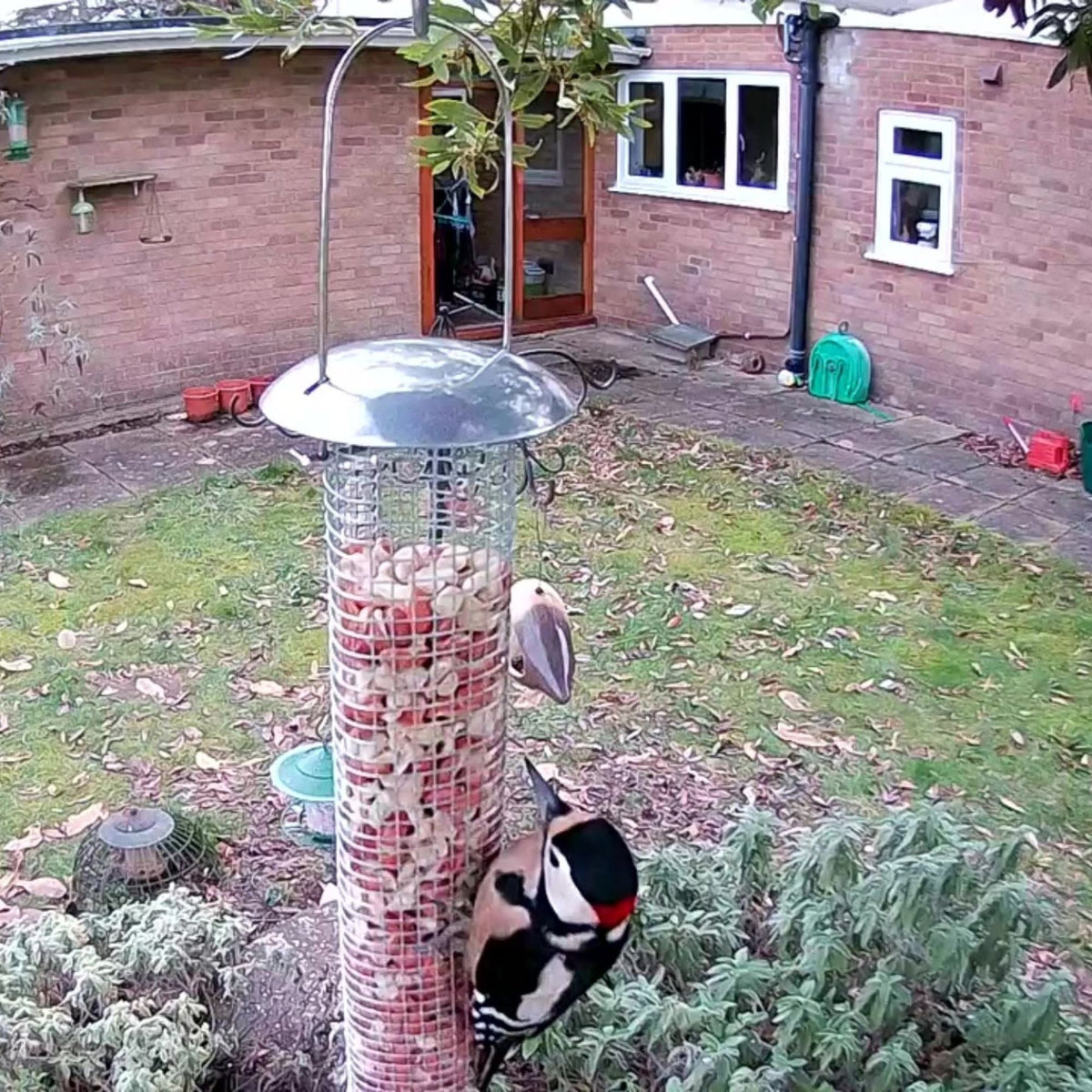 WiFi Bird Feeder HD Camera Pack - English Country Gardens