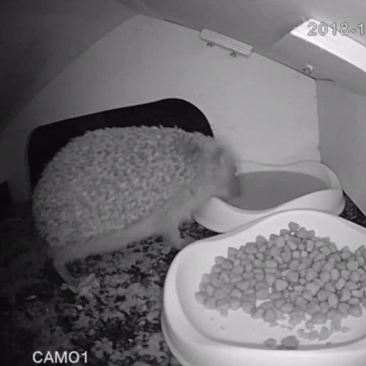 Hedgehog House or Feeding Station with 1080p WiFi Camera - English Country Gardens