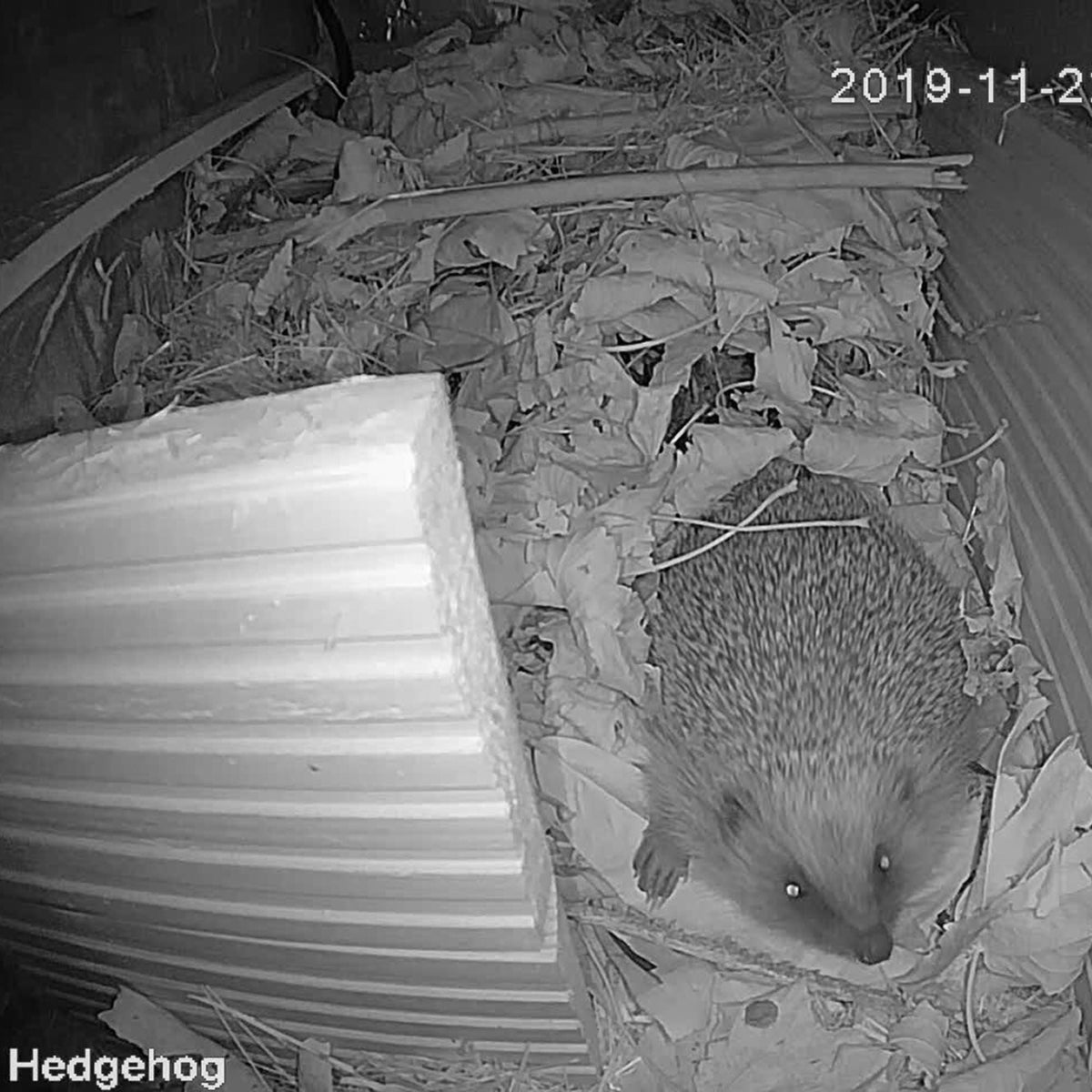 Hedgehog House or Feeding Station with 1080p WiFi Camera - English Country Gardens