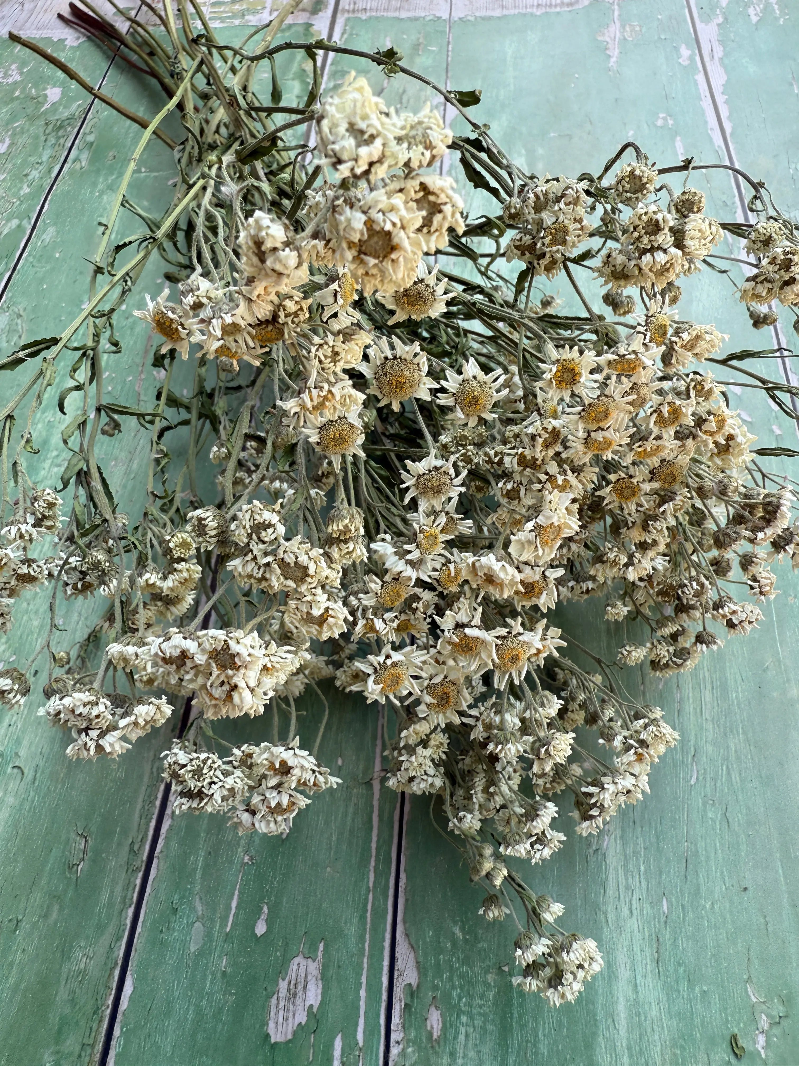 Achillea Ballerina Dried - English Country Gardens