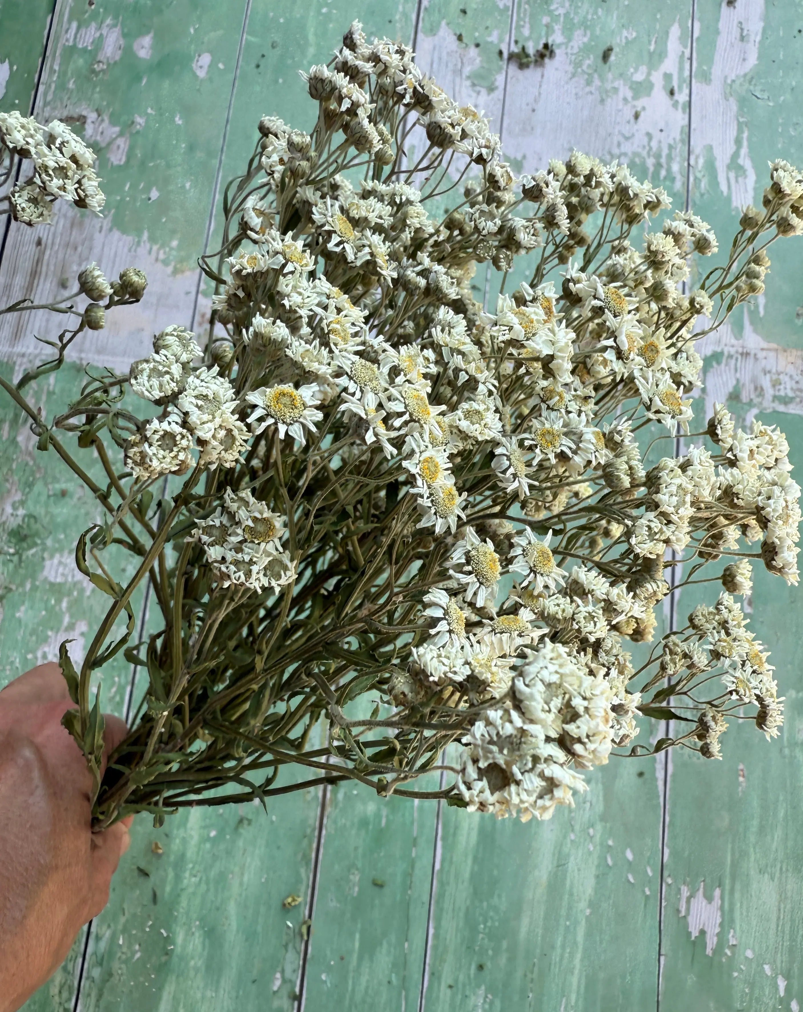 Achillea Ballerina Dried - English Country Gardens
