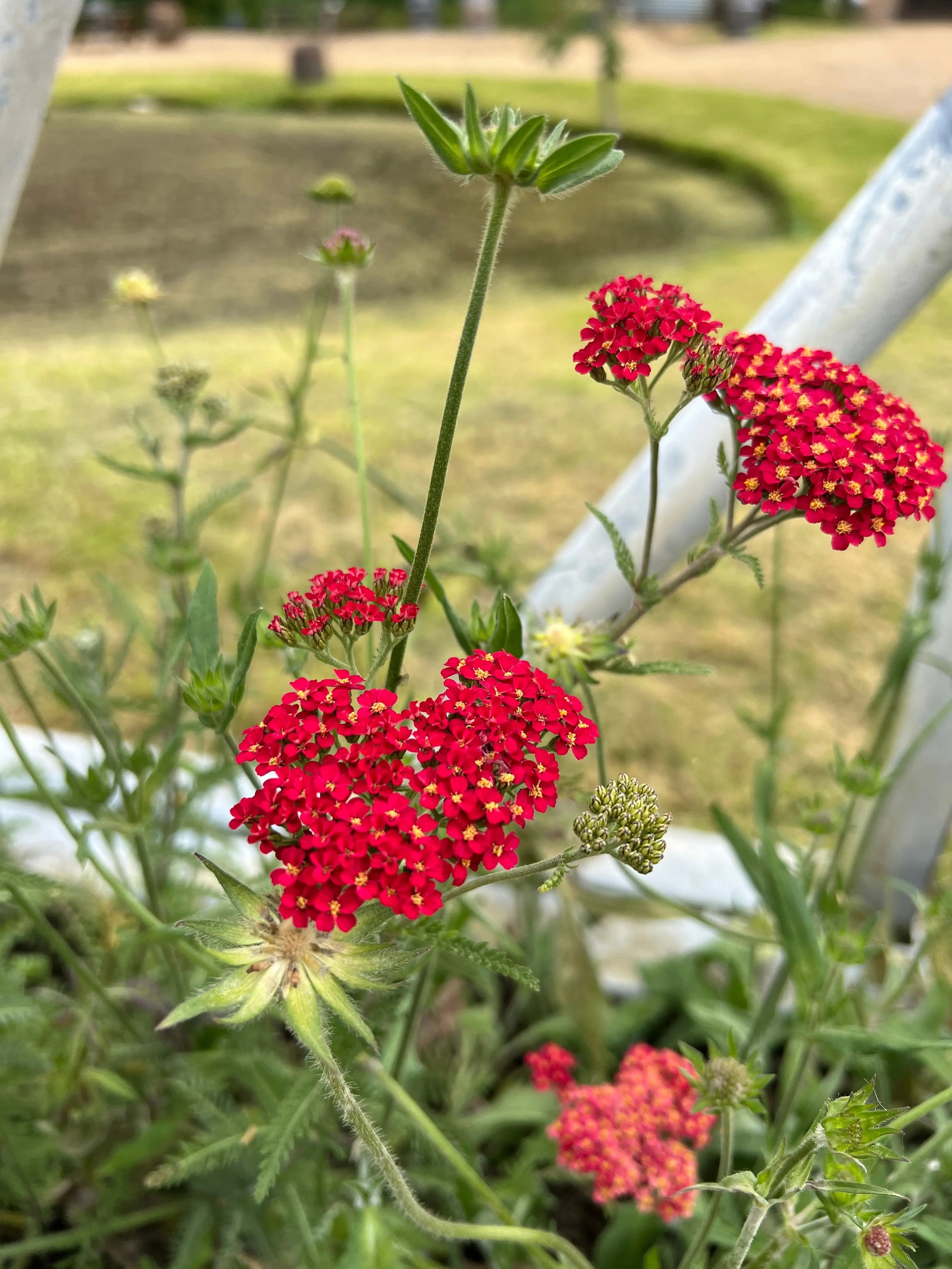 Achillea Rubra Red