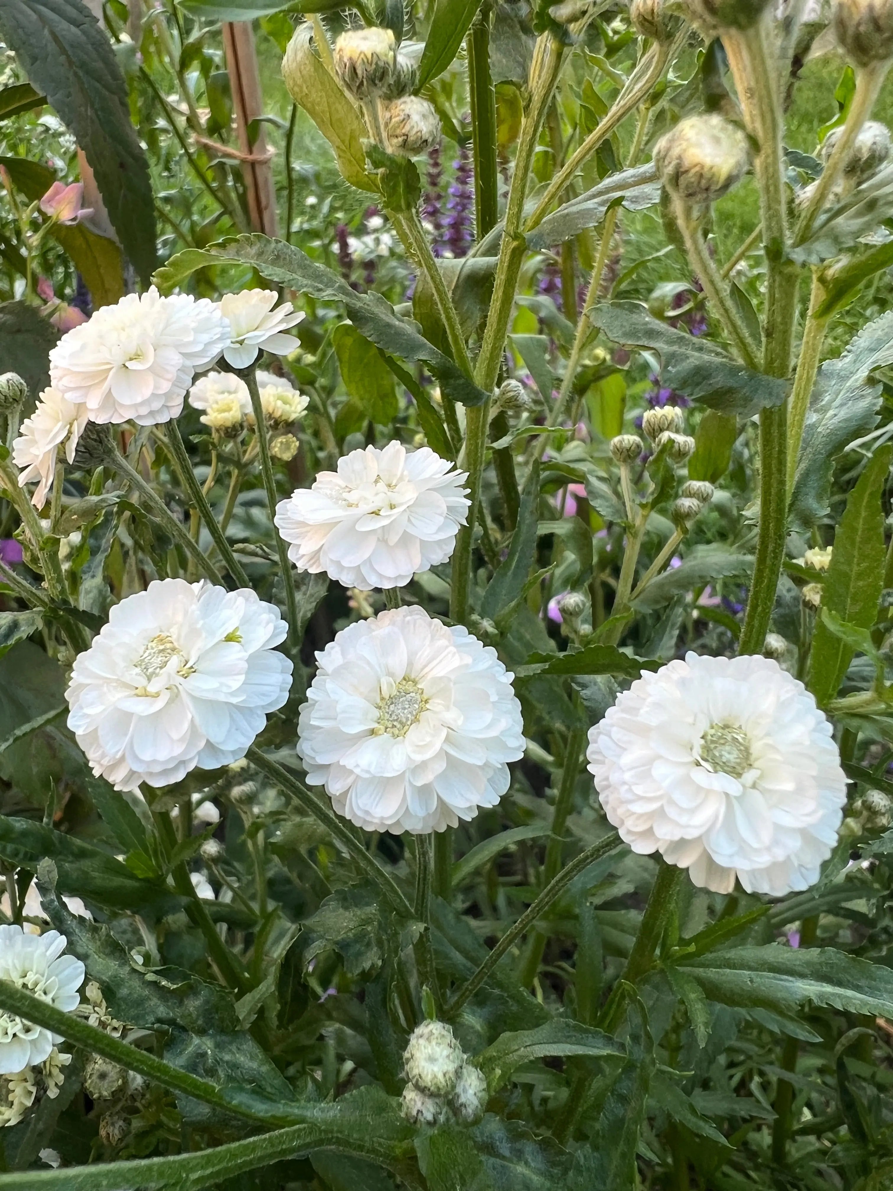 Achillea Marshmallow