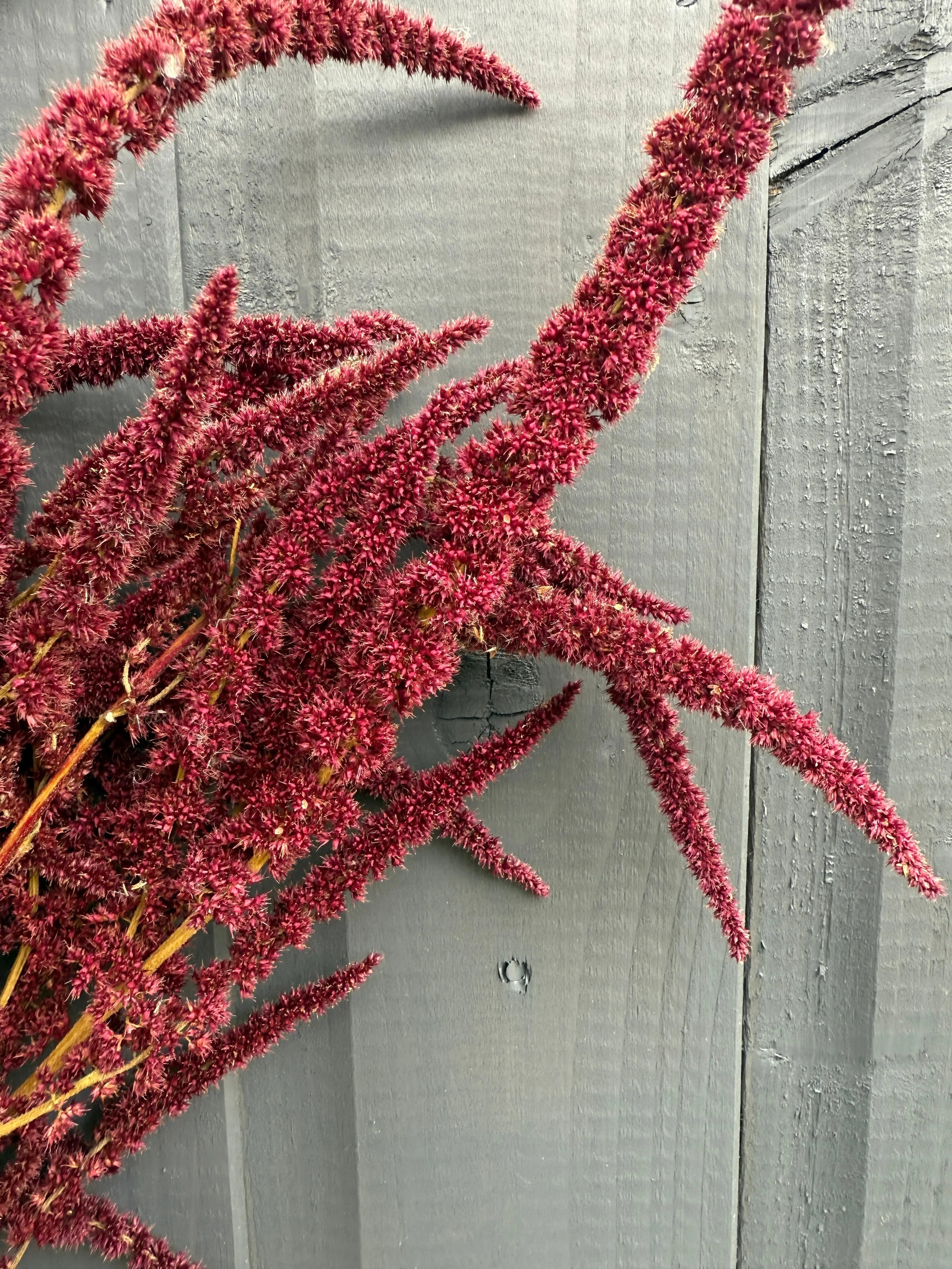 Amaranthus Dried - English Country Gardens