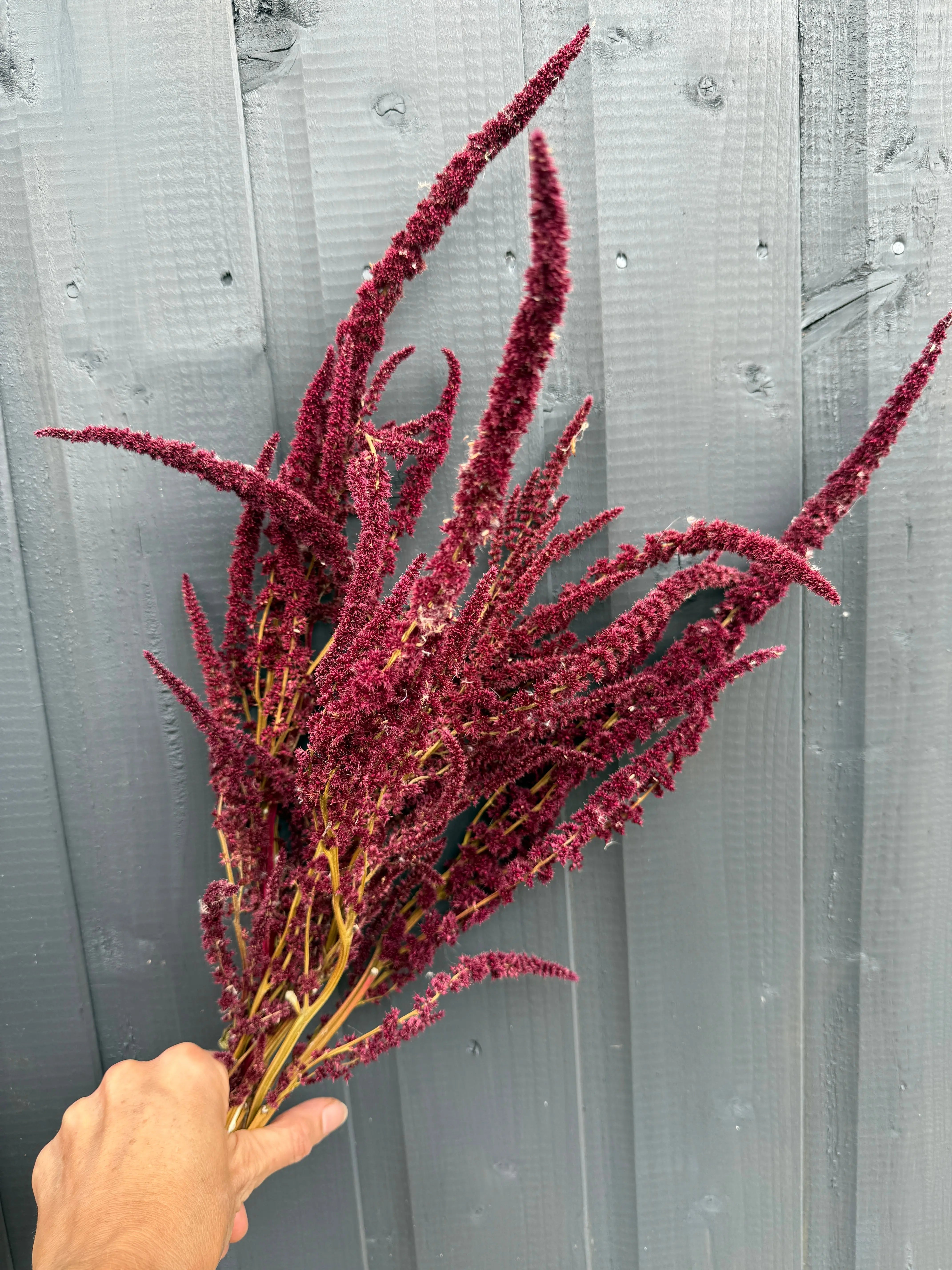 Amaranthus Dried - English Country Gardens