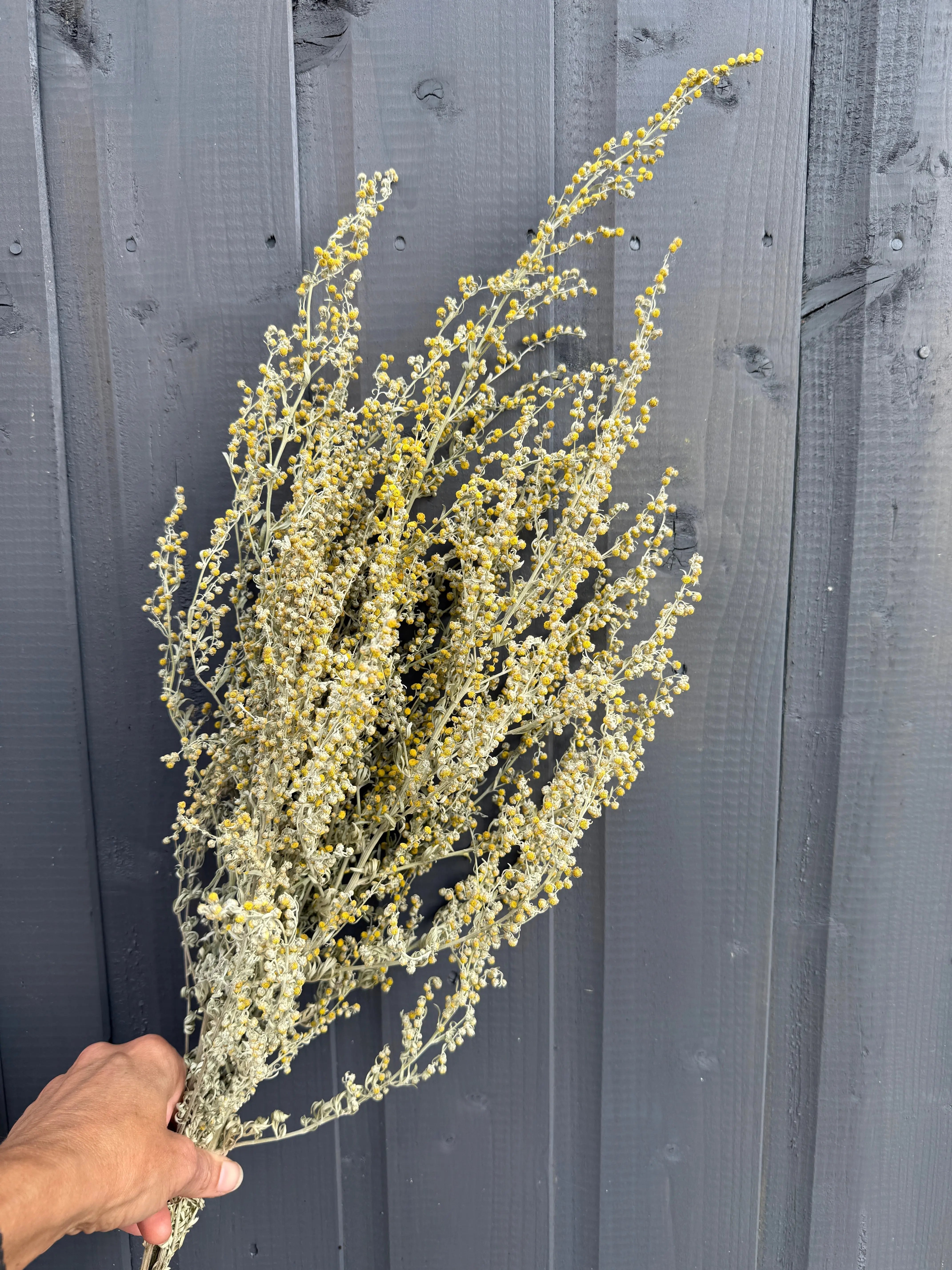 Artemisia Dried - English Country Gardens