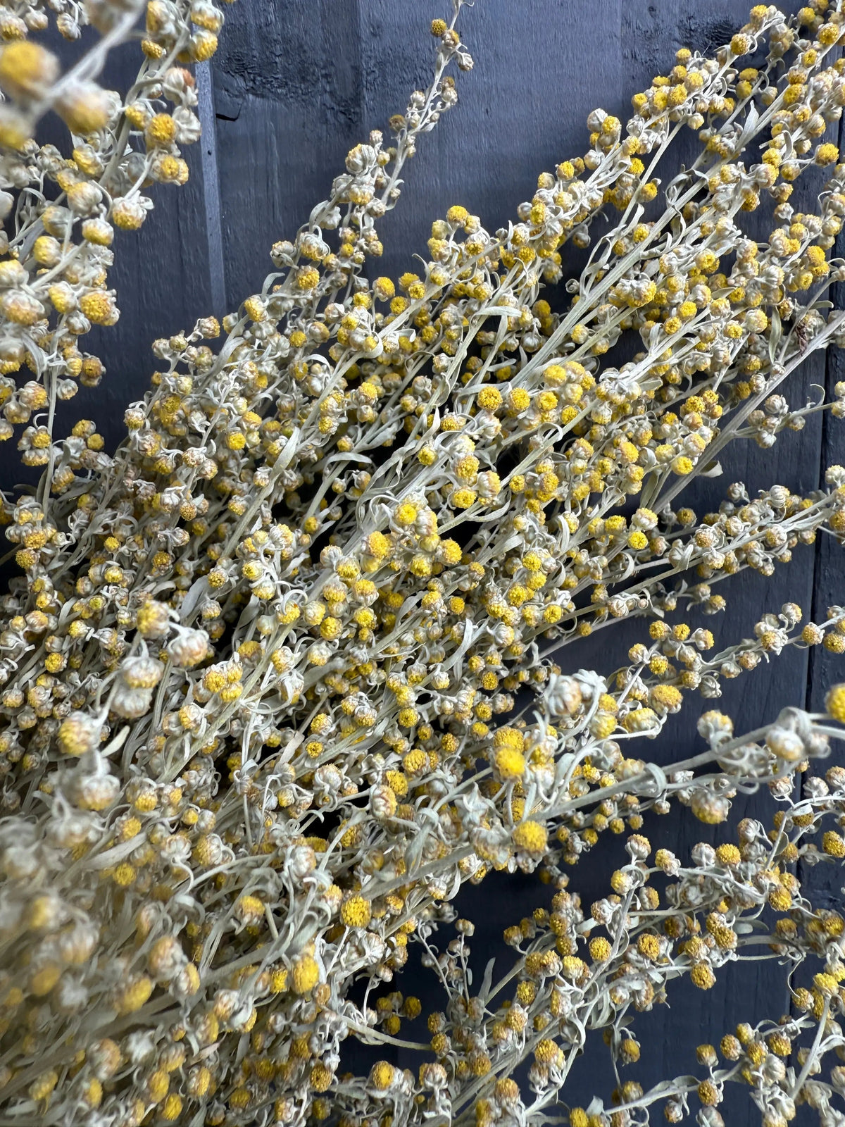Artemisia Dried - English Country Gardens