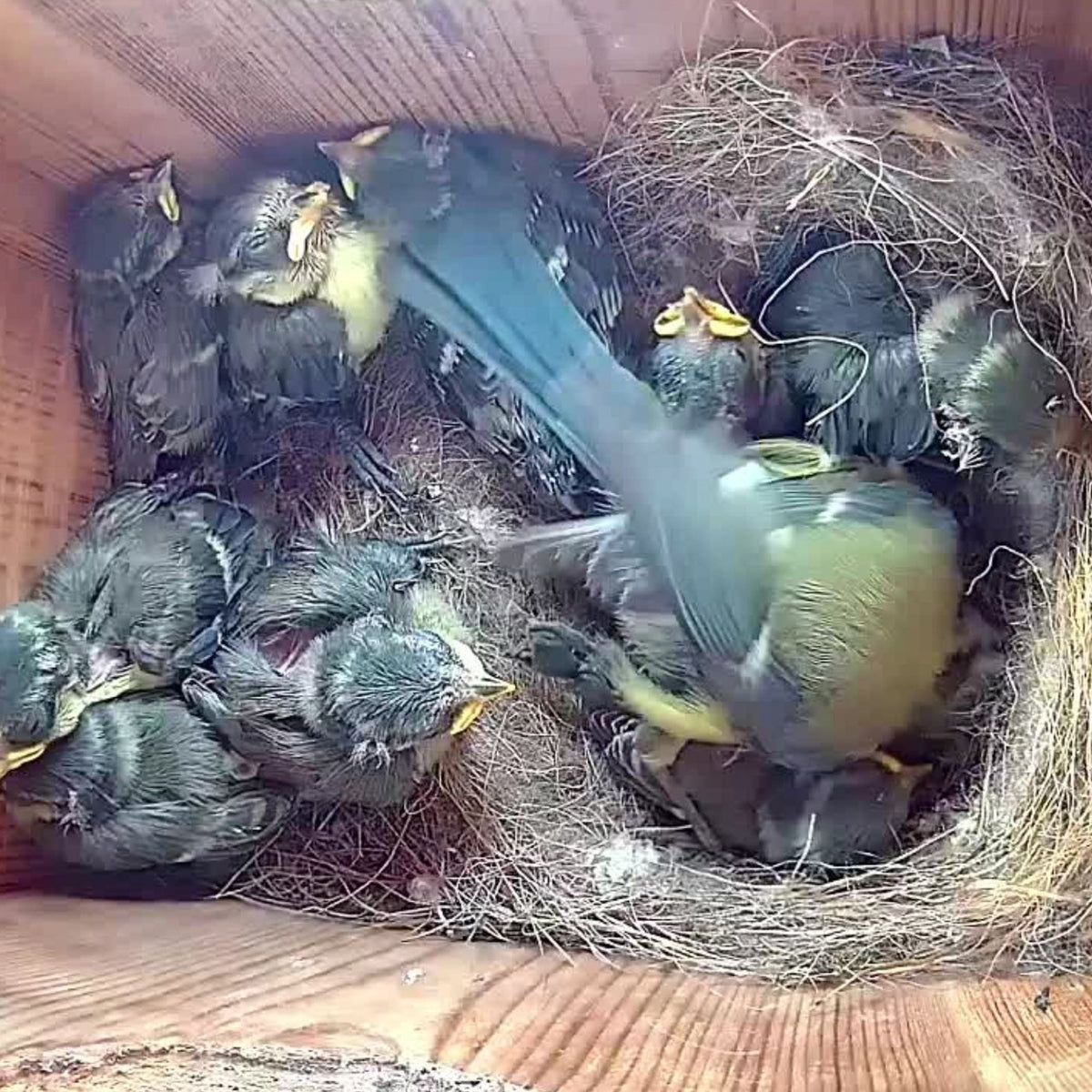 WiFi HD Camera for Bird Box & Wildlife Habitats - English Country Gardens