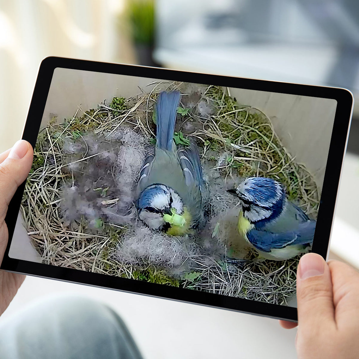 WiFi HD Camera for Bird Box & Wildlife Habitats - English Country Gardens