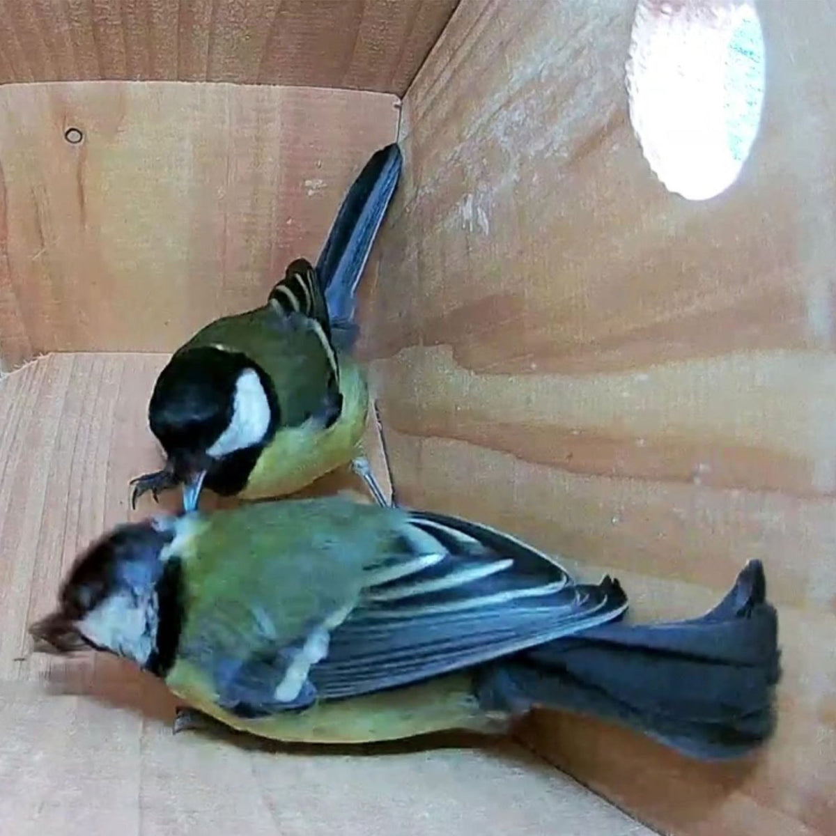 WiFi Side View Bird Box Starter Pack - English Country Gardens
