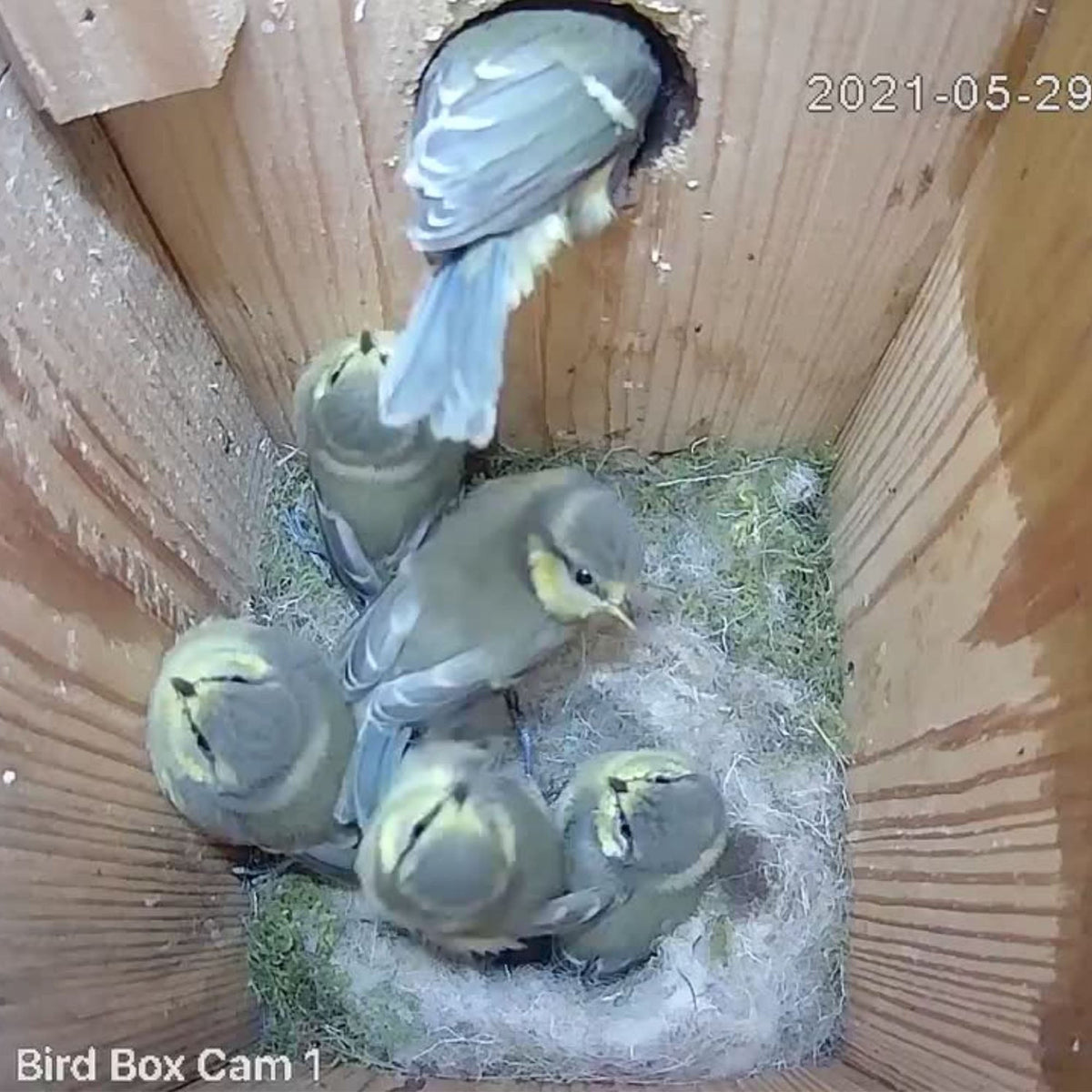 4MP Wired Network Camera for Birdbox & Wildlife Habitats (25fps) - English Country Gardens