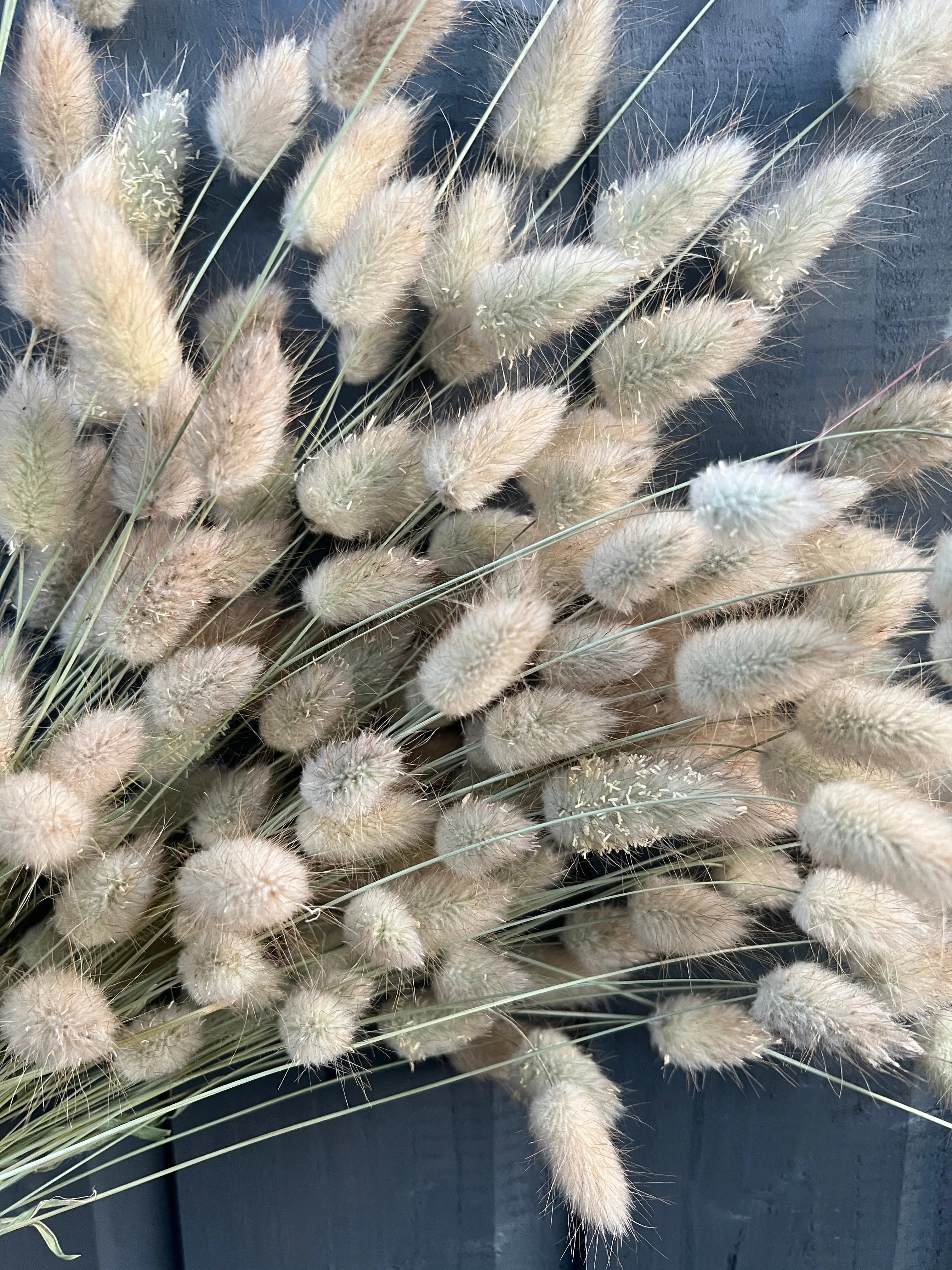 Bunny Tails Dried (Long) - English Country Gardens