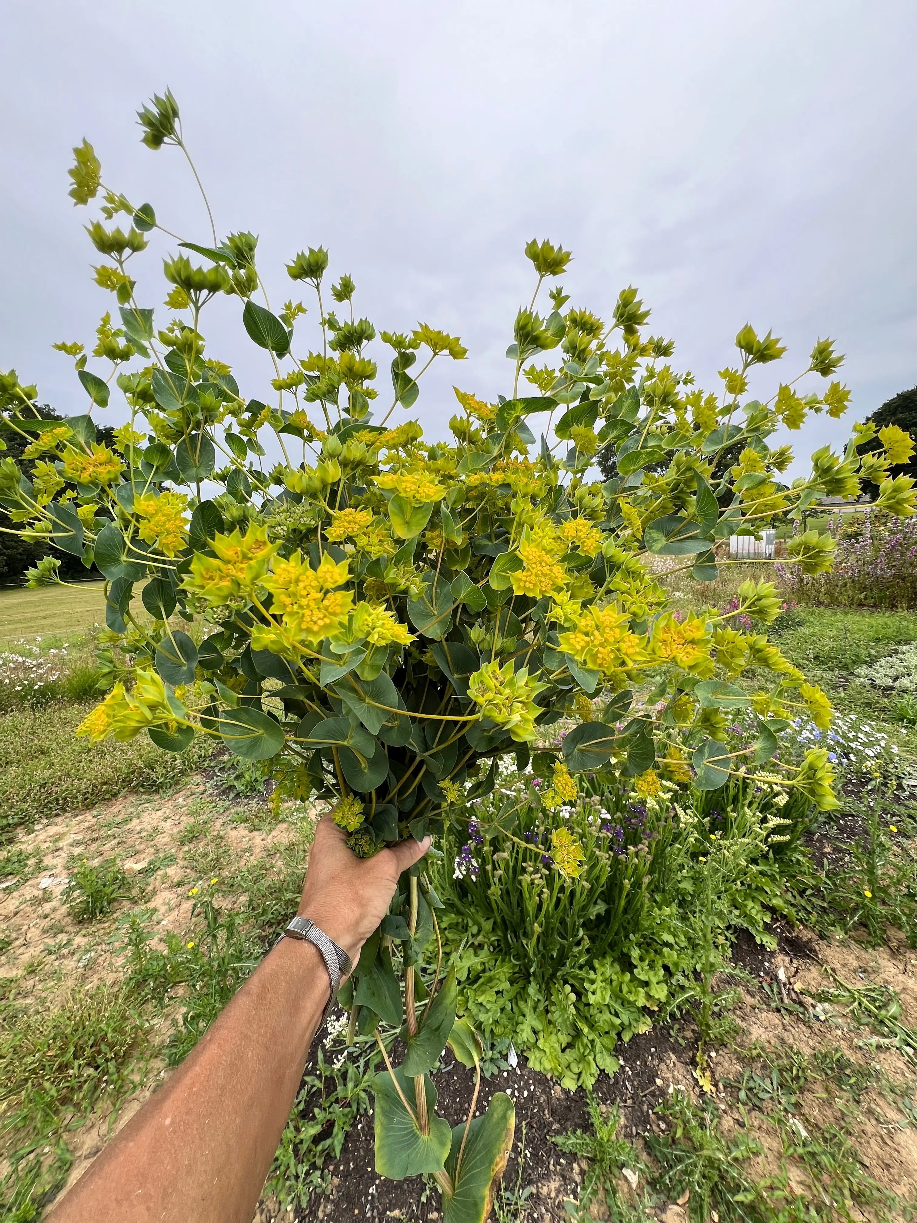Bupleurum Griffithii