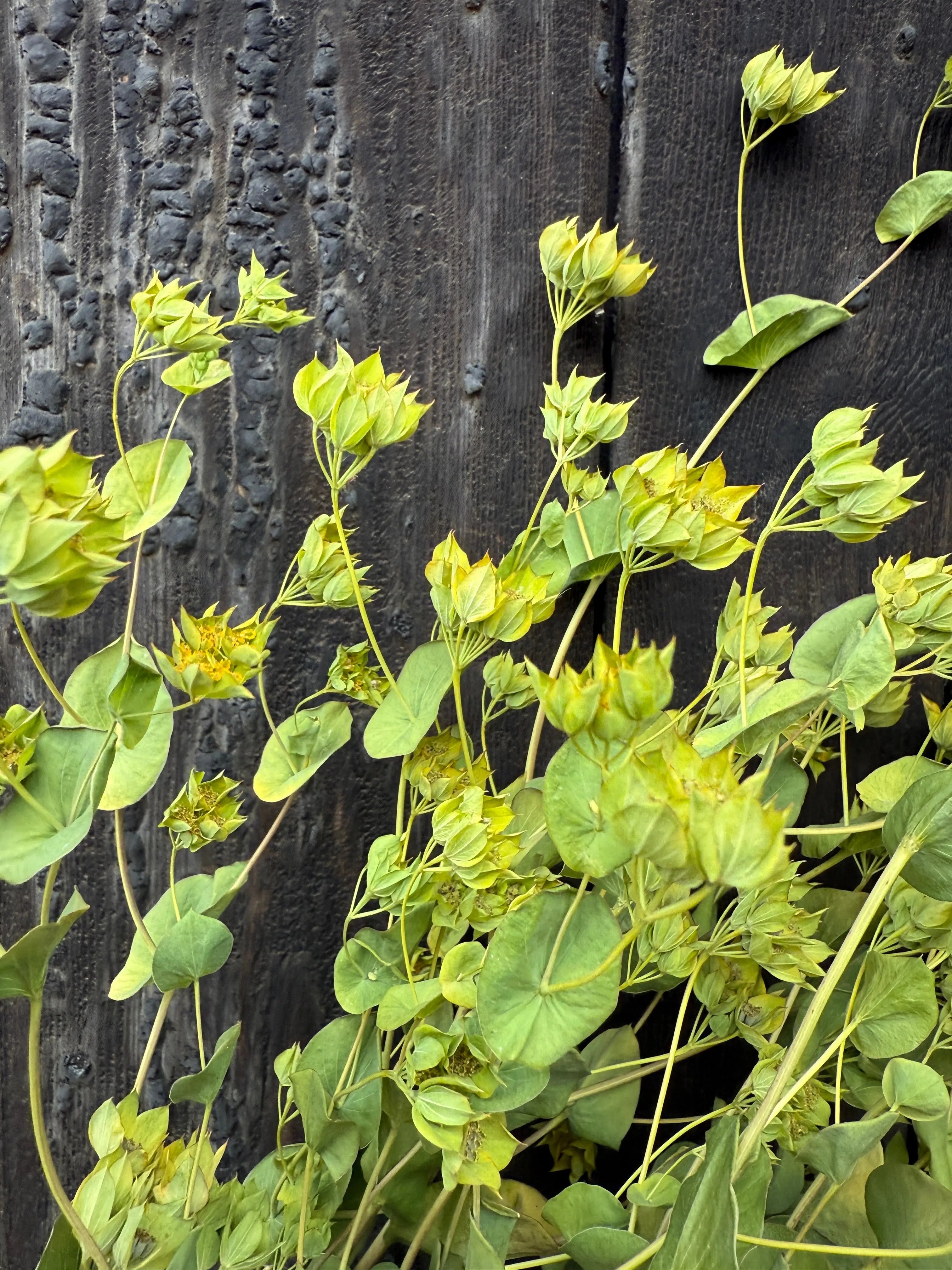 Bupleurum Griffithii Dried - English Country Gardens