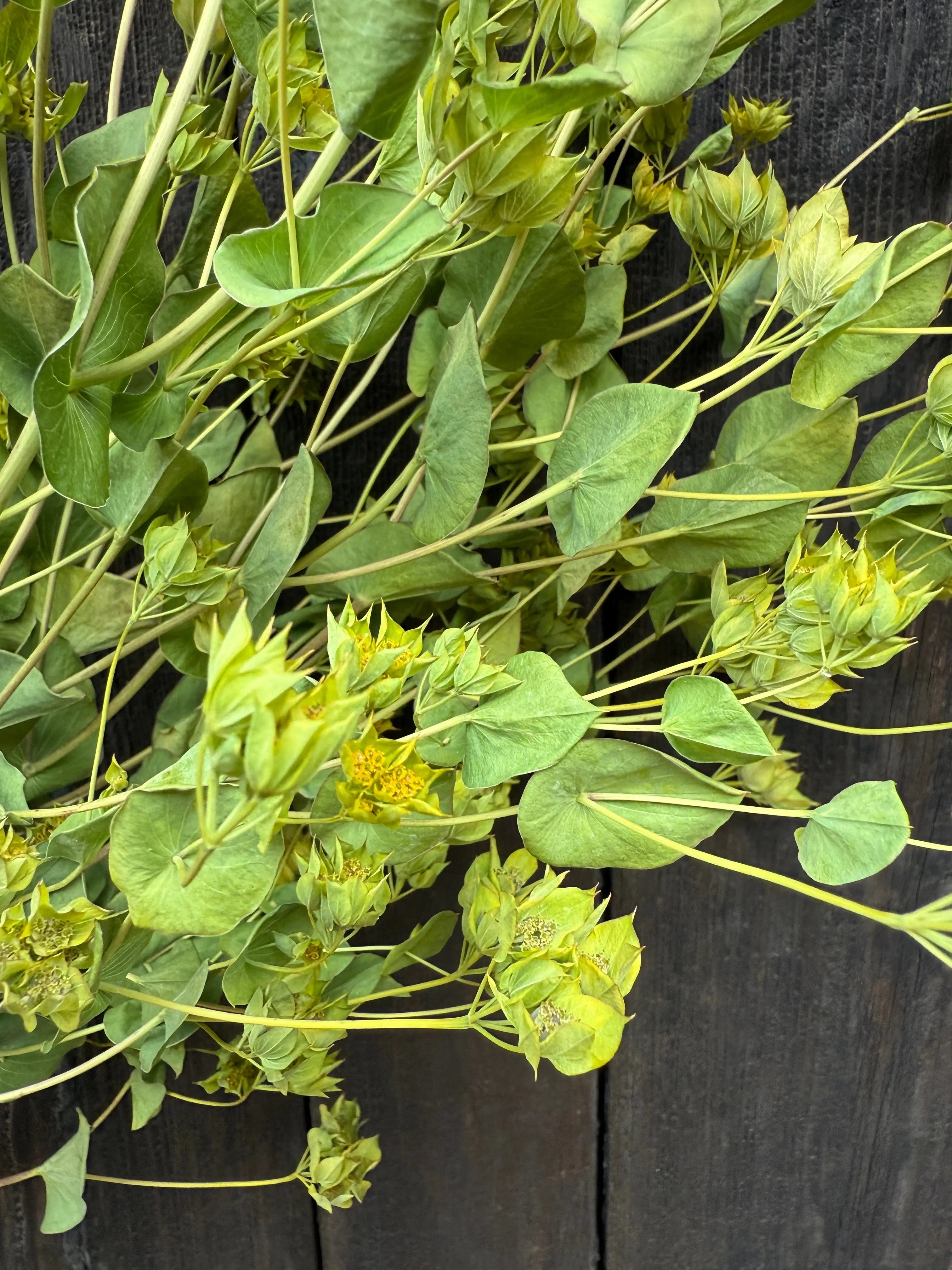Bupleurum Griffithii Dried - English Country Gardens