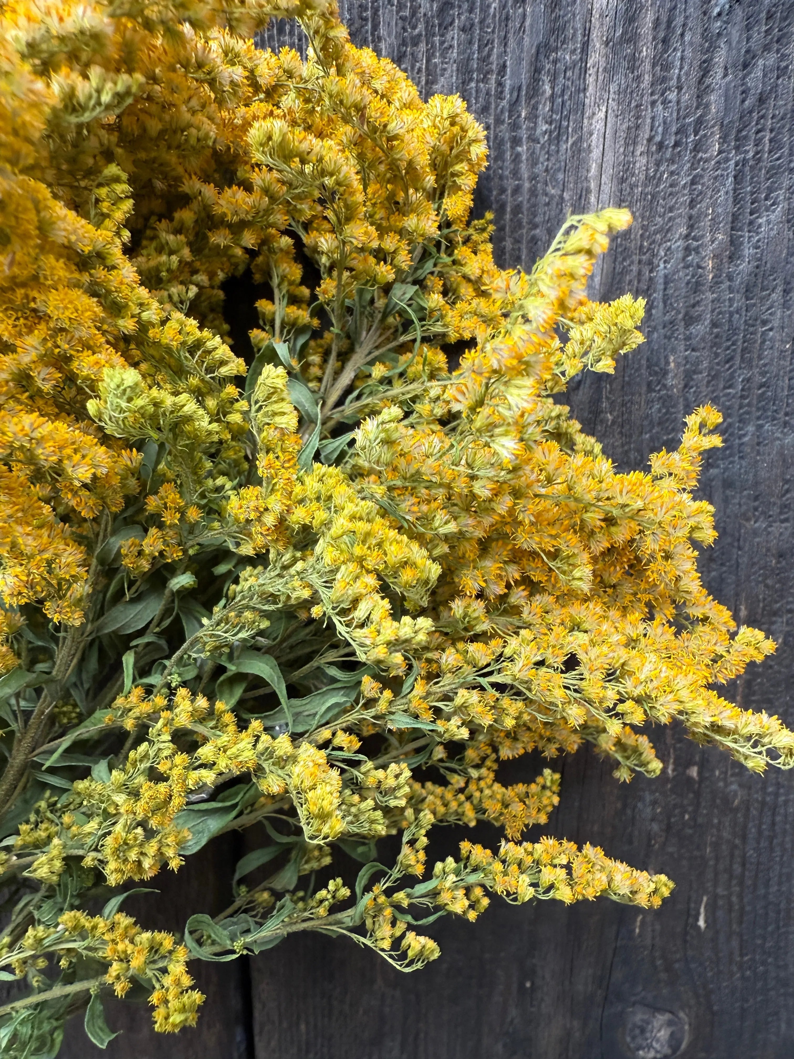 Canadensis (Goldenrod) Dried - English Country Gardens
