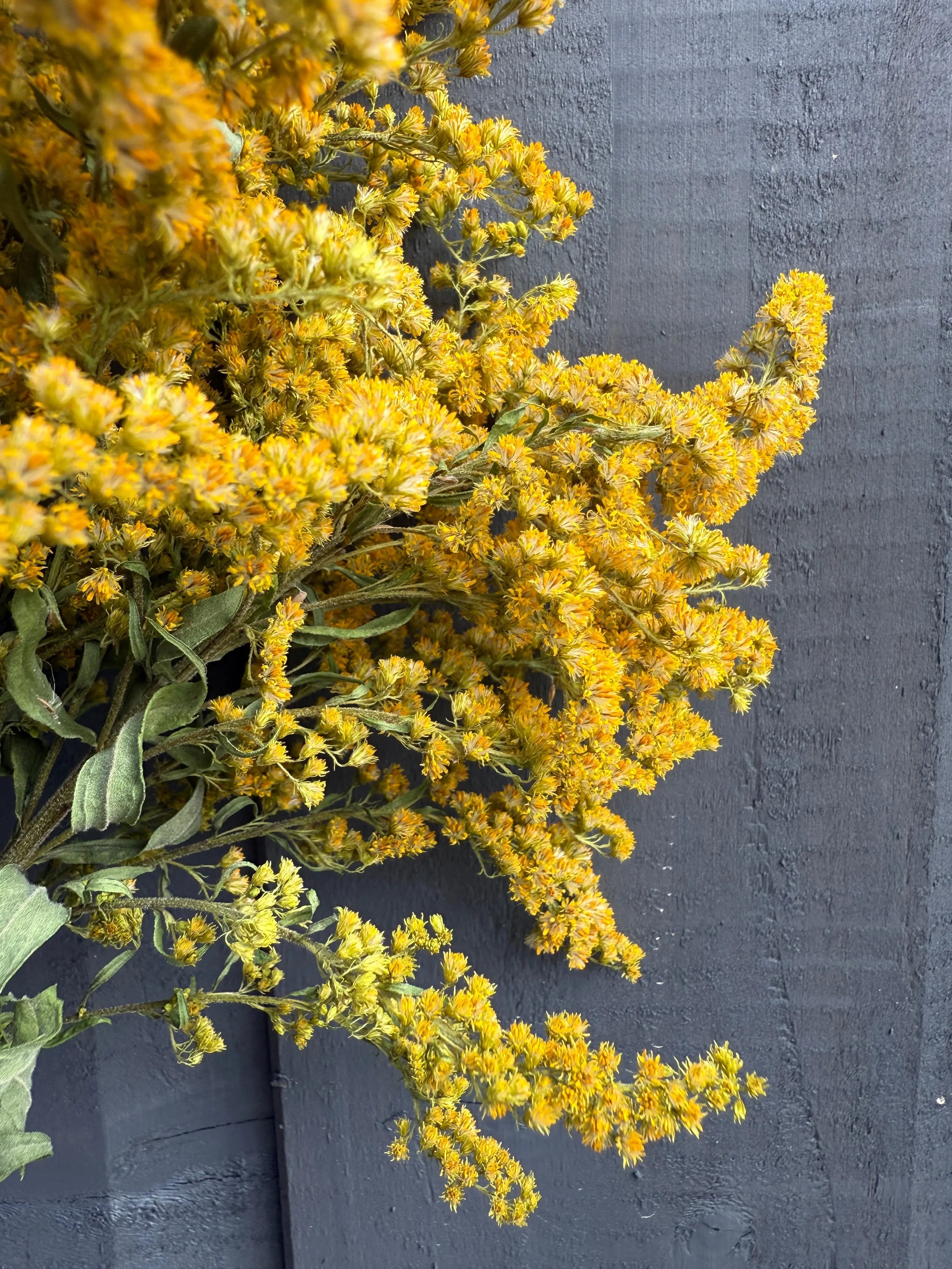 Canadensis (Goldenrod) Dried - English Country Gardens