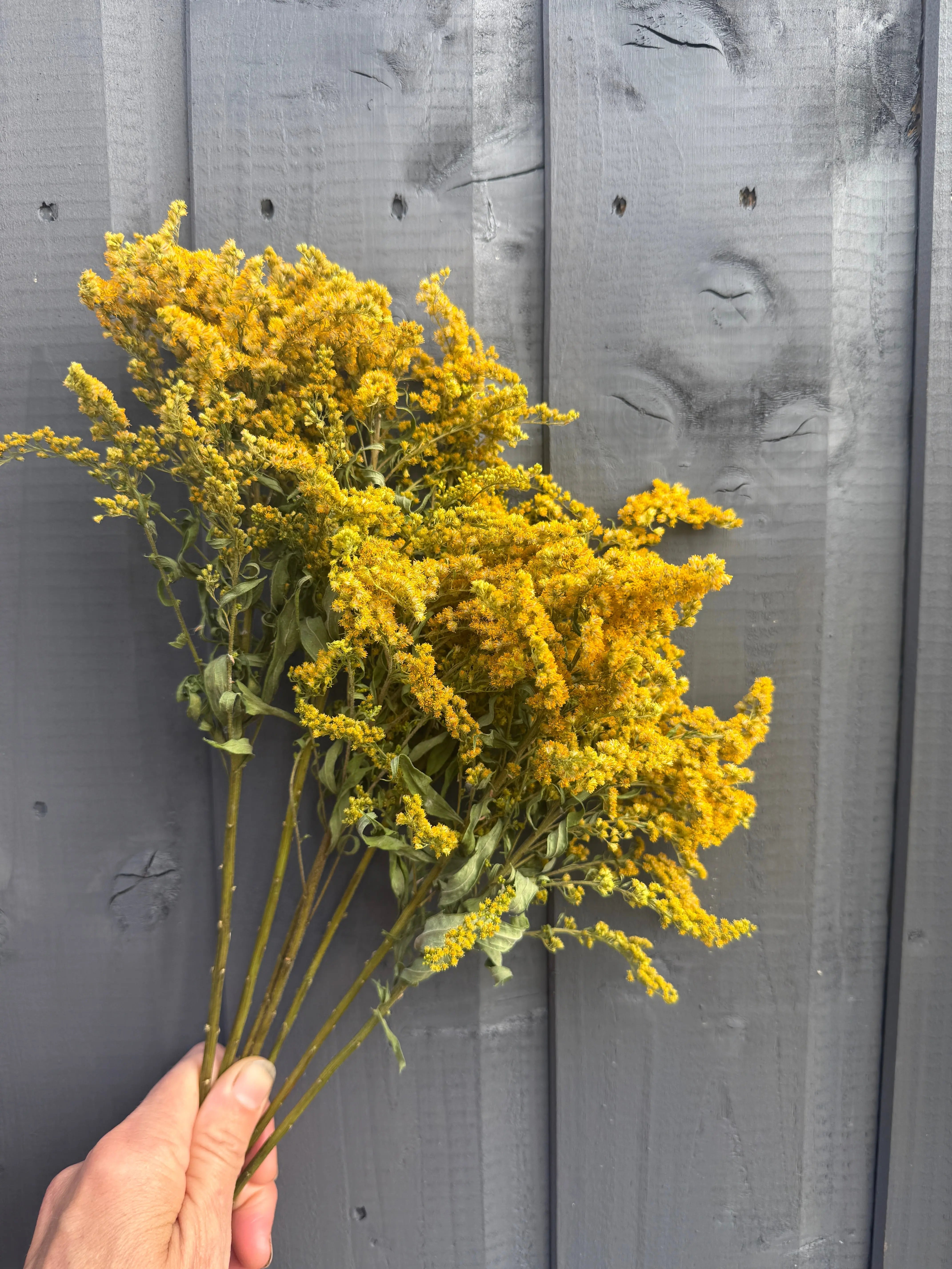 Canadensis (Goldenrod) Dried - English Country Gardens