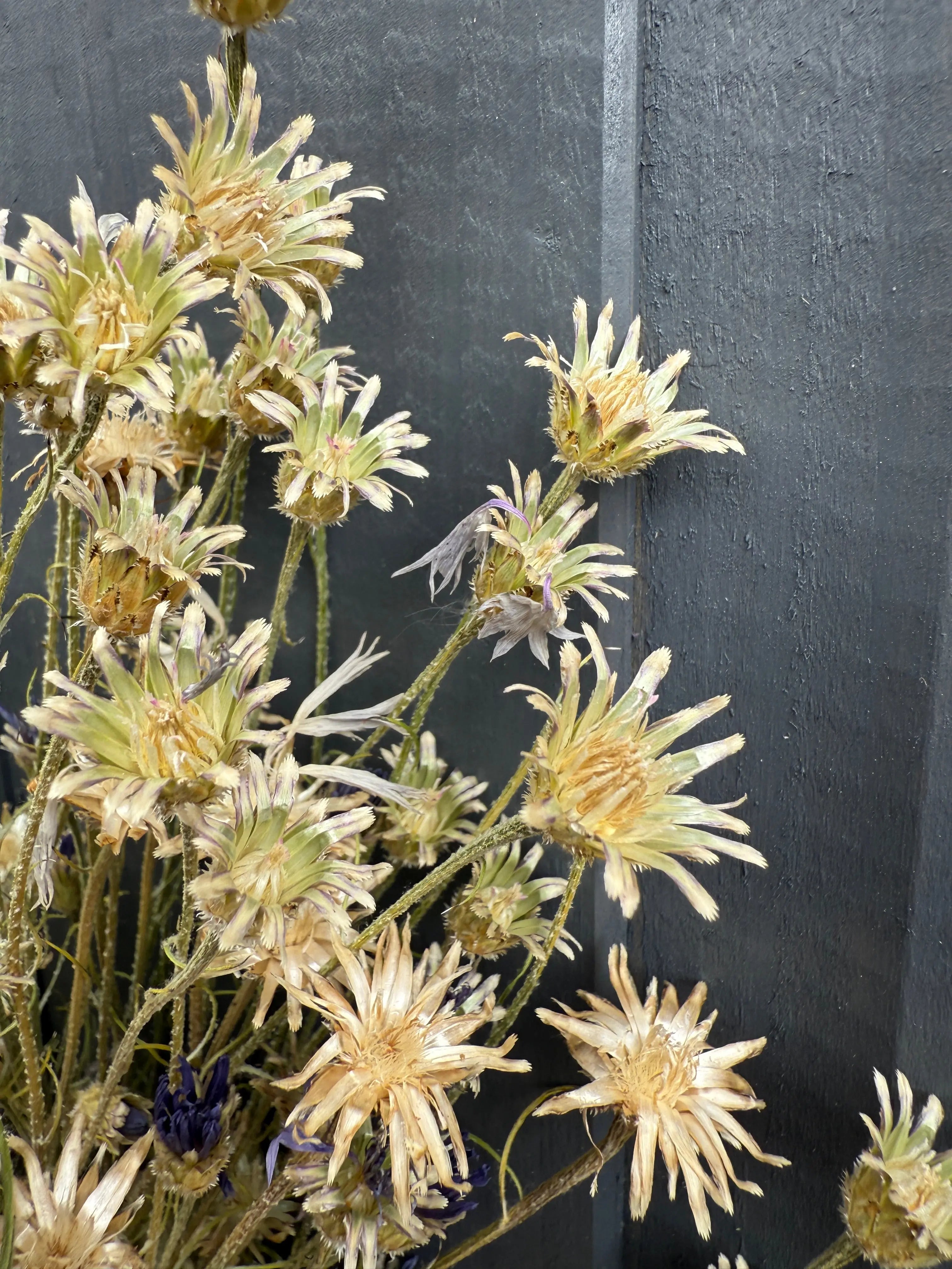 Cornflower Dried - English Country Gardens