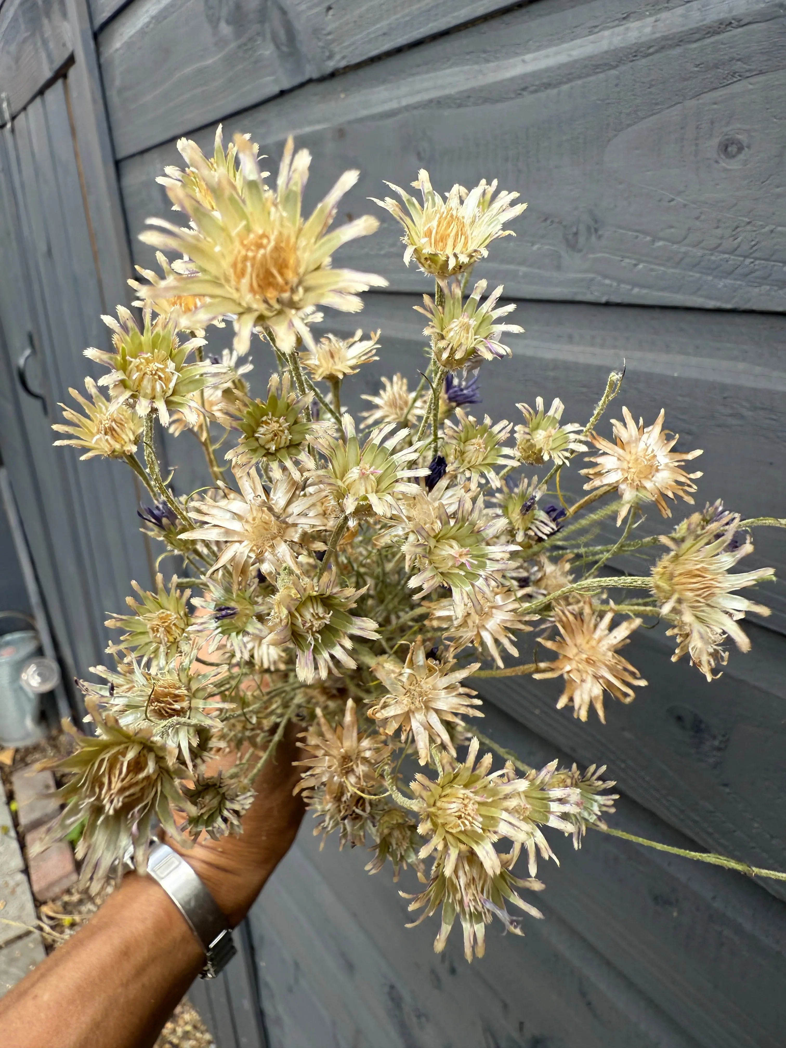 Cornflower Dried - English Country Gardens