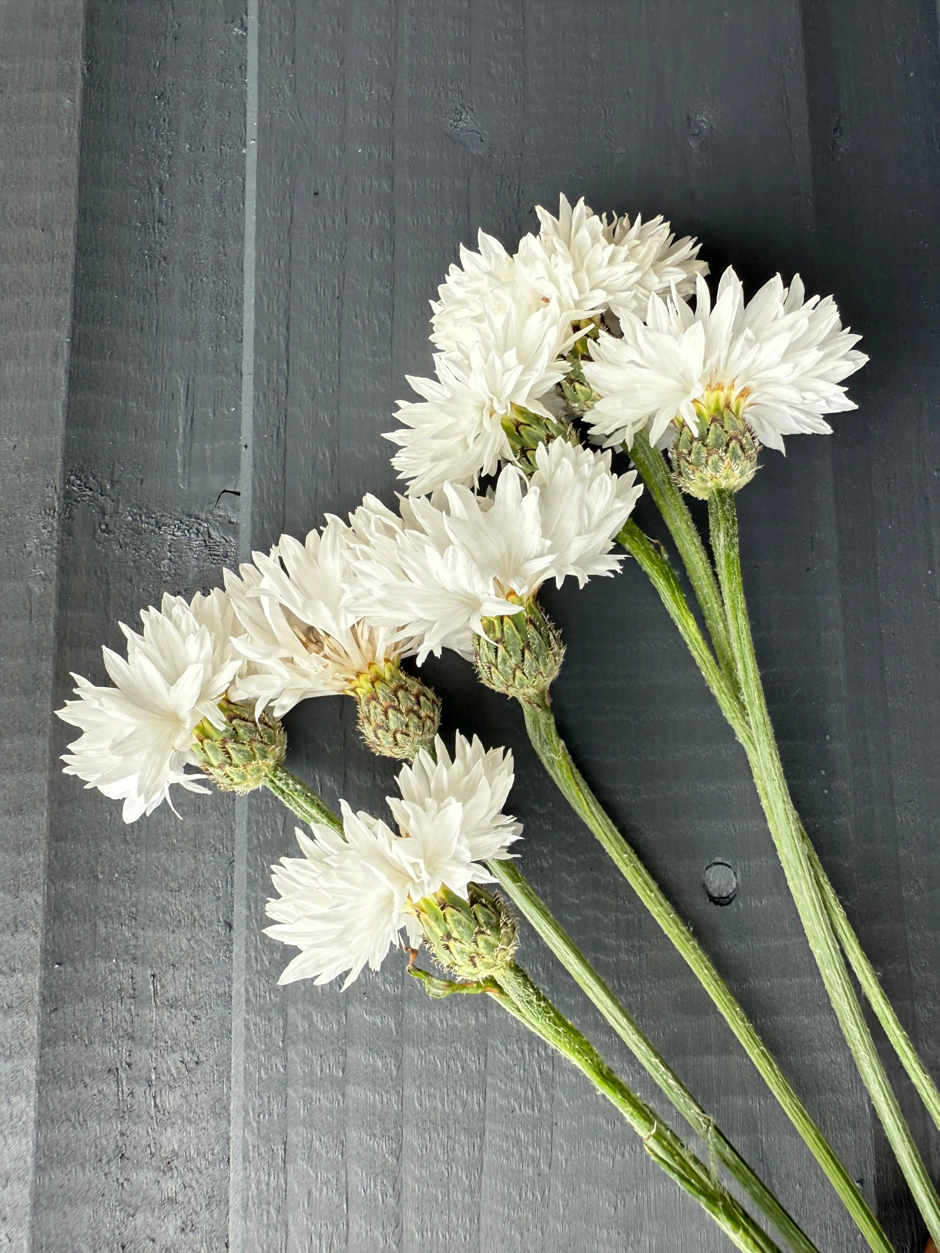 Cornflower Snowman