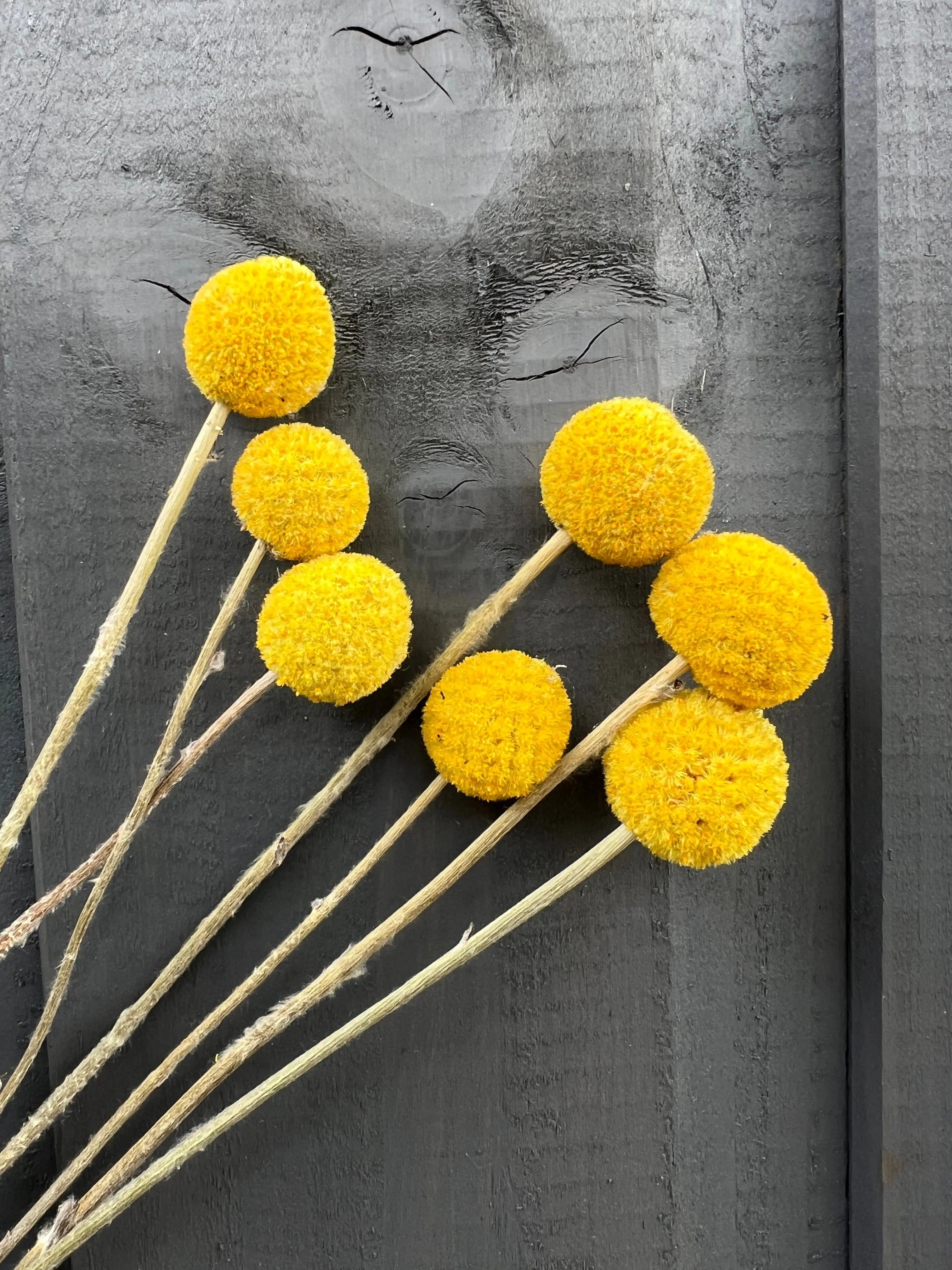 Craspedia Drumstick