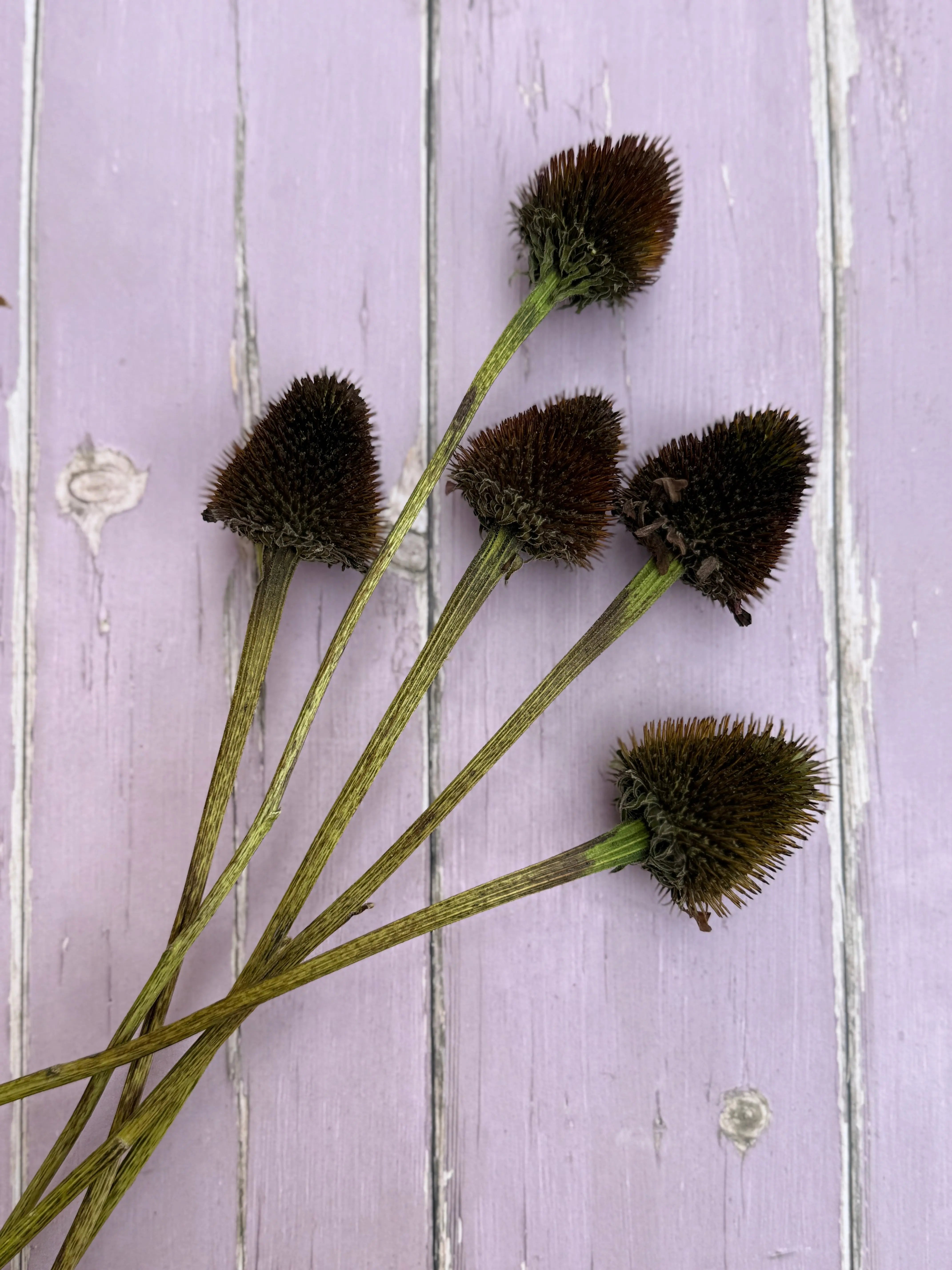 Echinacea Cones Dried - English Country Gardens
