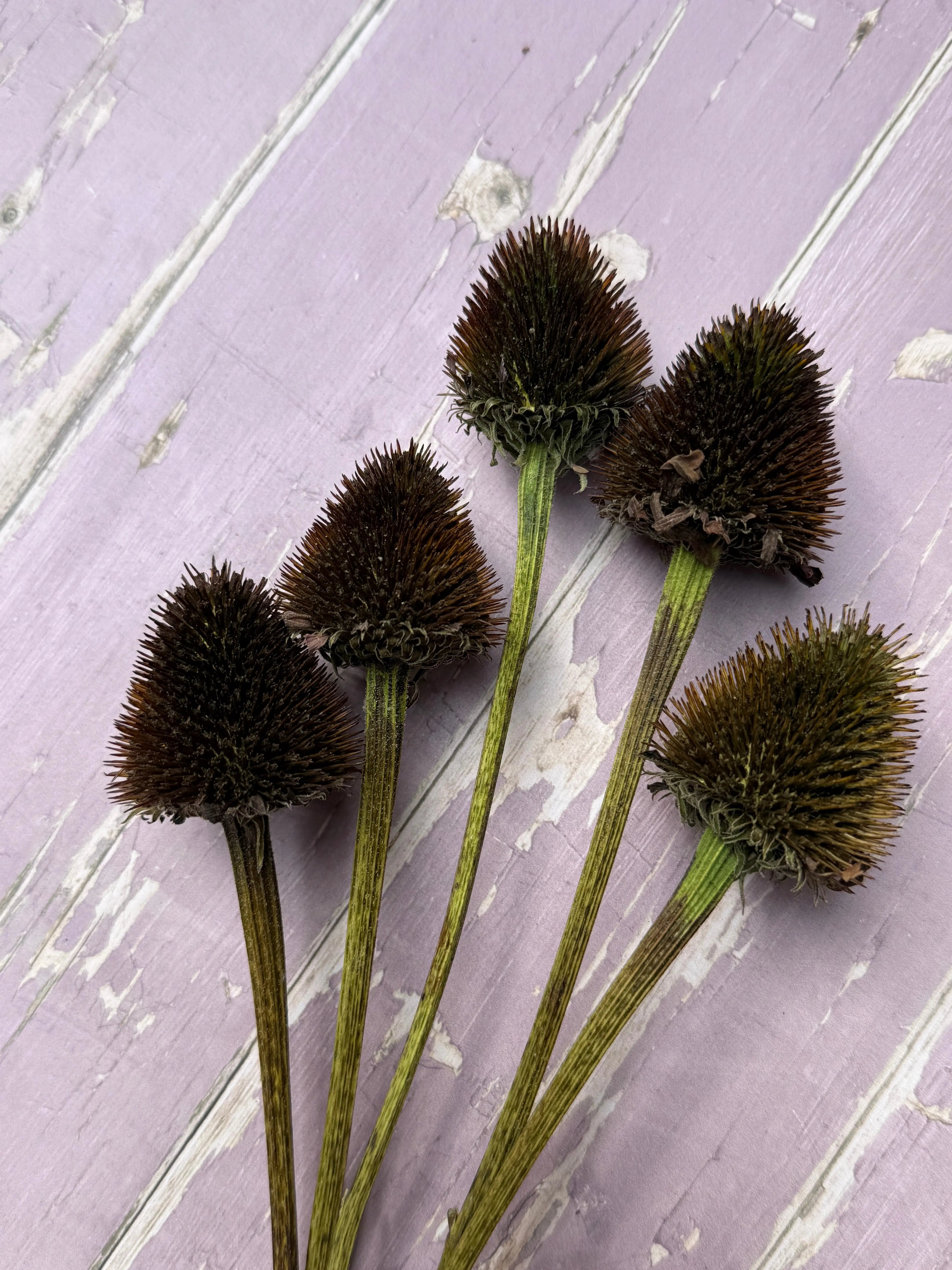 Echinacea Cones Dried - English Country Gardens