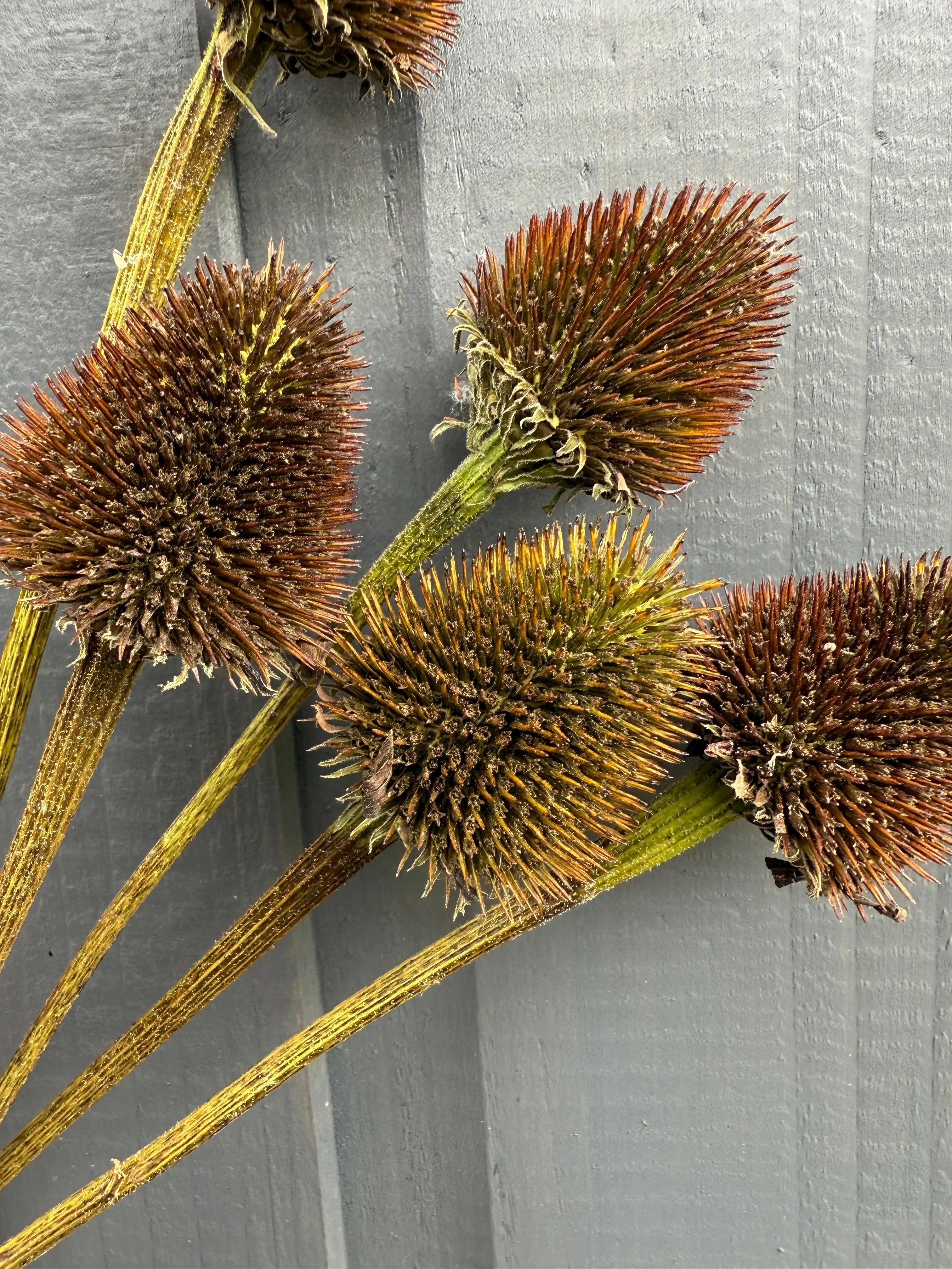 Echinacea Cones Dried - English Country Gardens