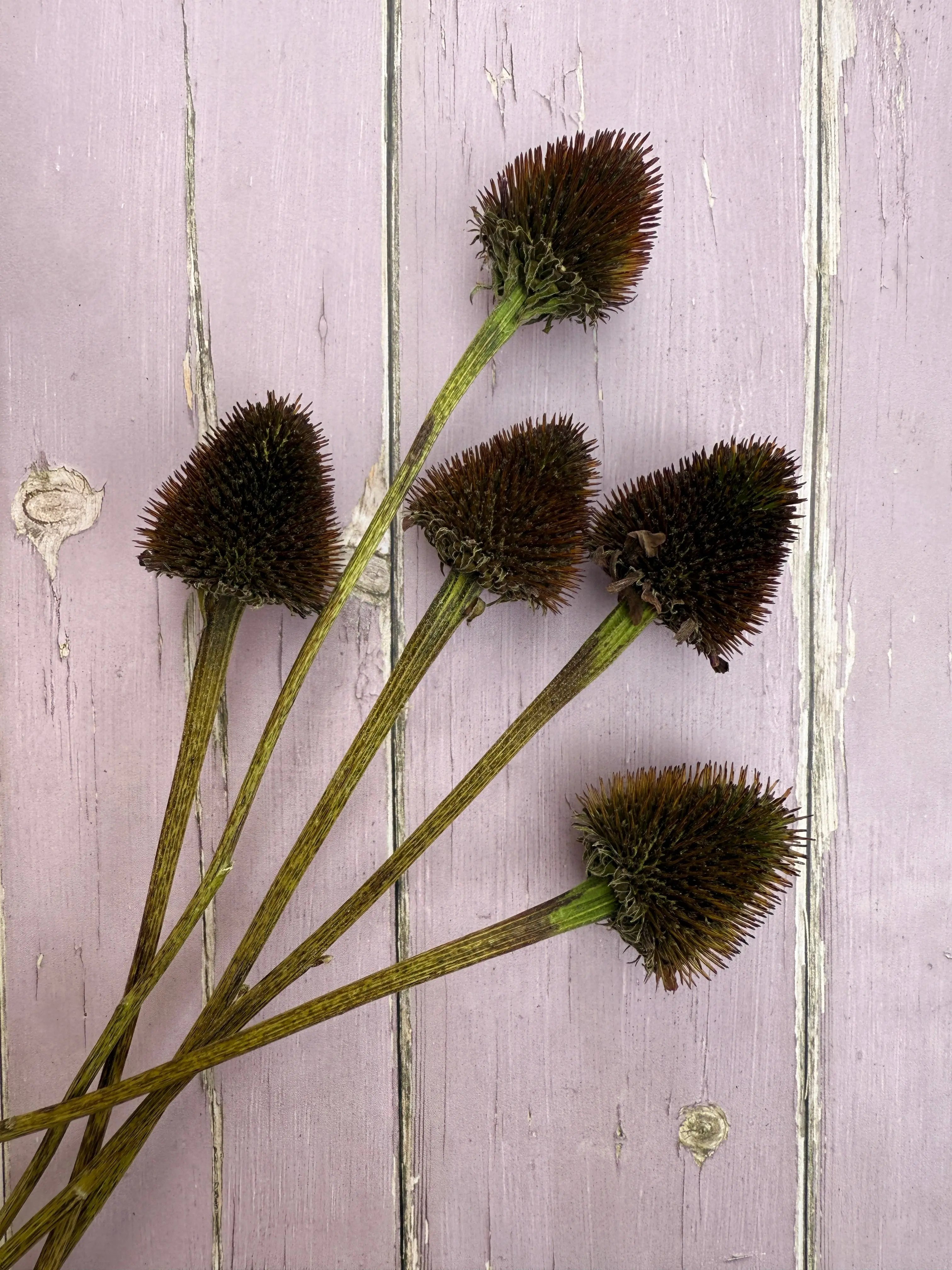 Echinacea Cones Dried - English Country Gardens