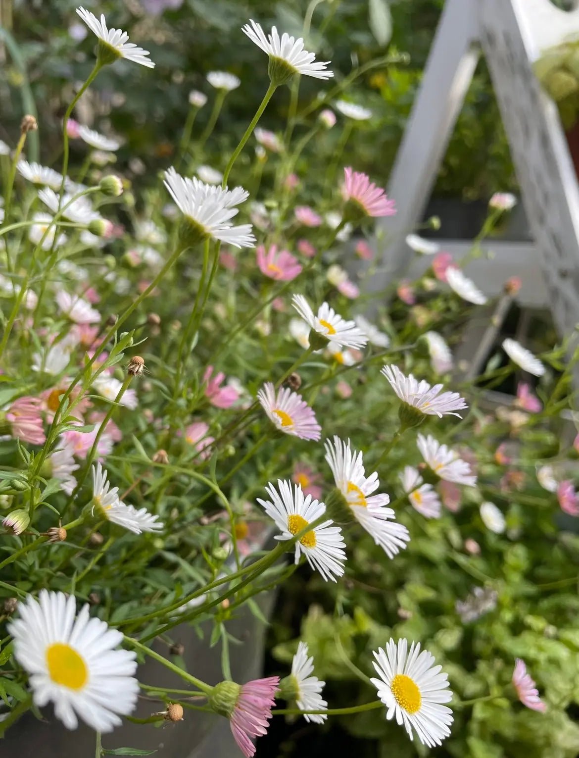 Erigeron karvinskianus Profusion