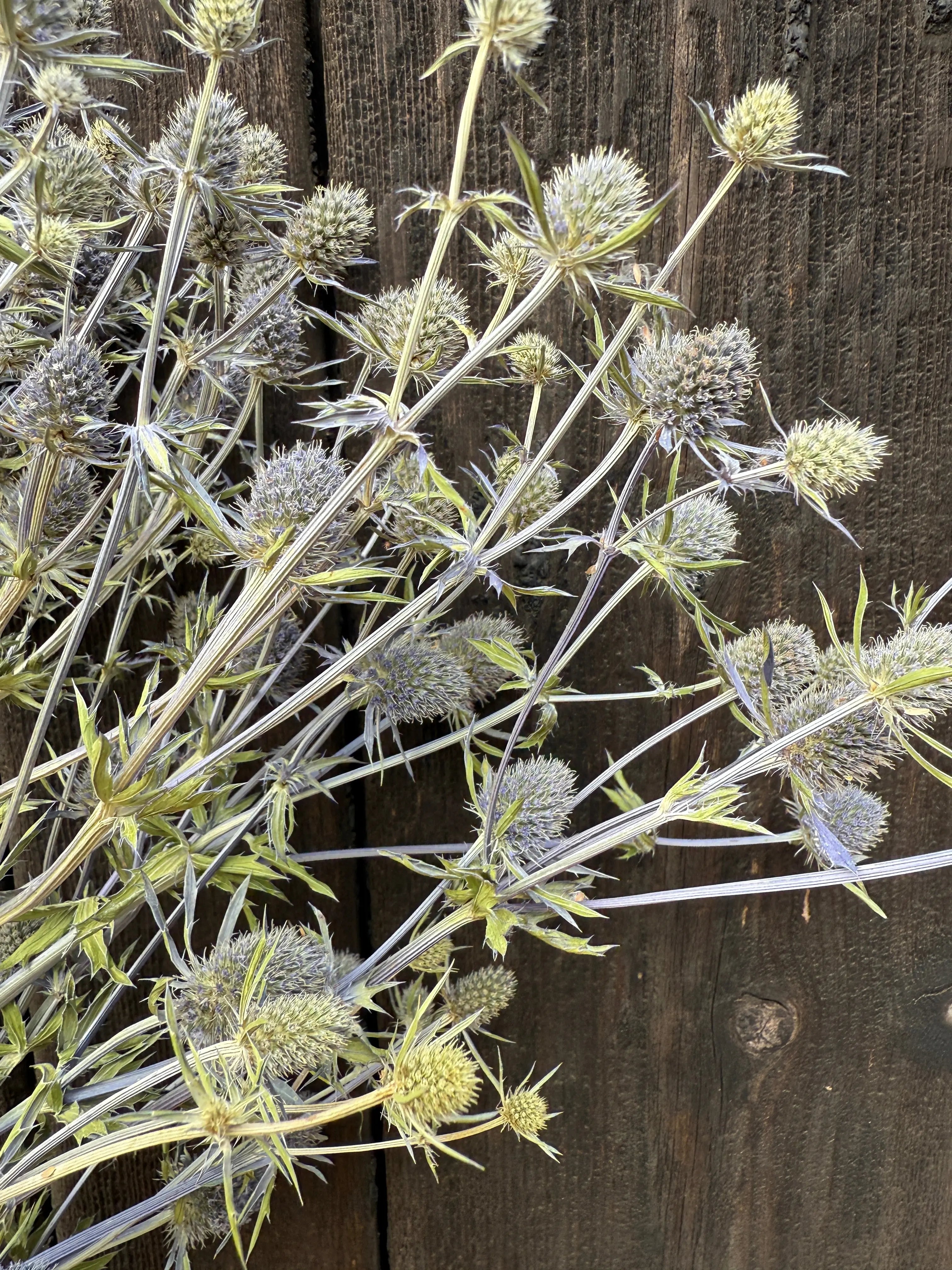 Erygnium (Sea Holly) Dried - English Country Gardens