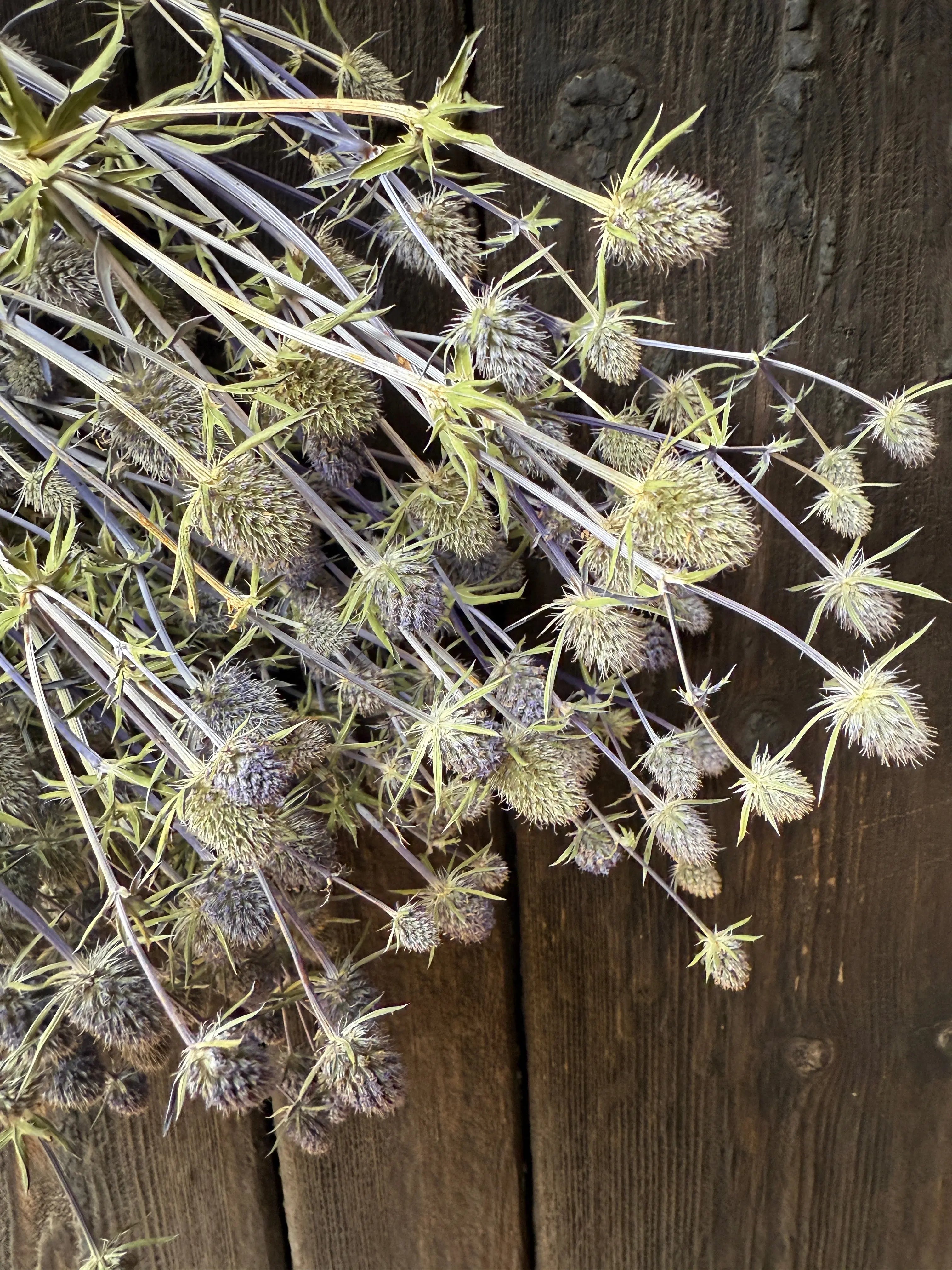 Erygnium (Sea Holly) Dried - English Country Gardens