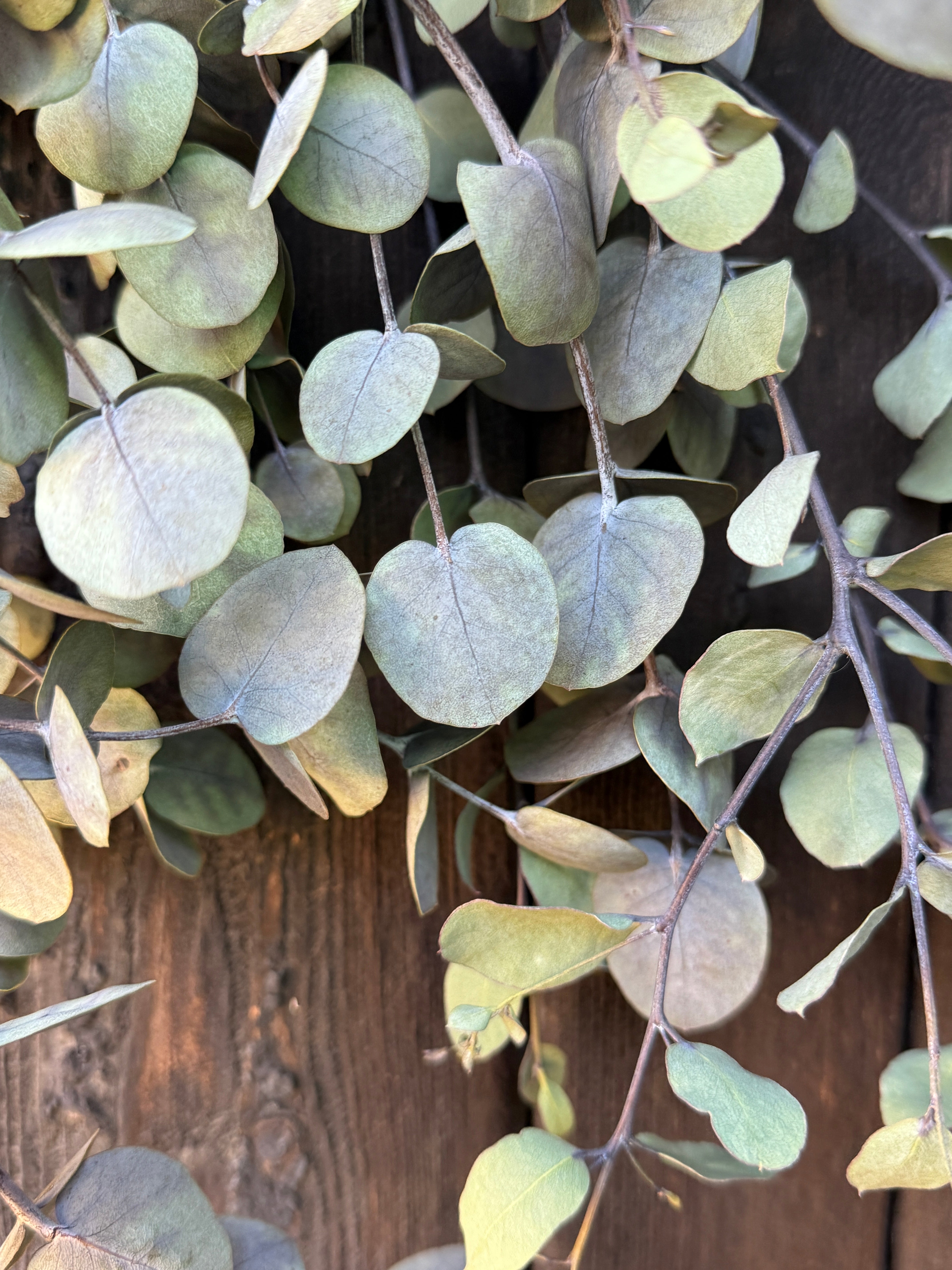 Eucalyptus Dried - English Country Gardens