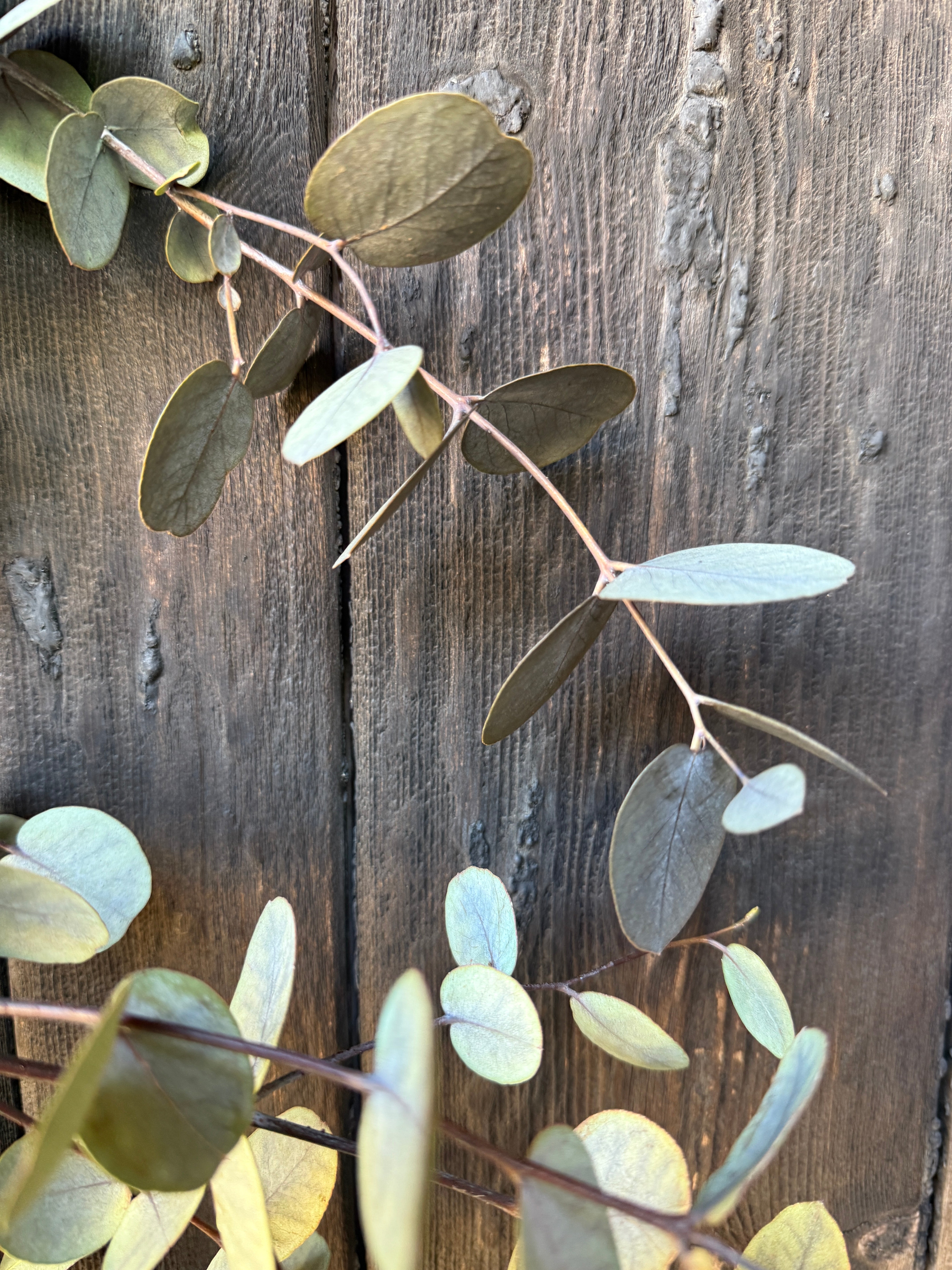 Eucalyptus Dried - English Country Gardens