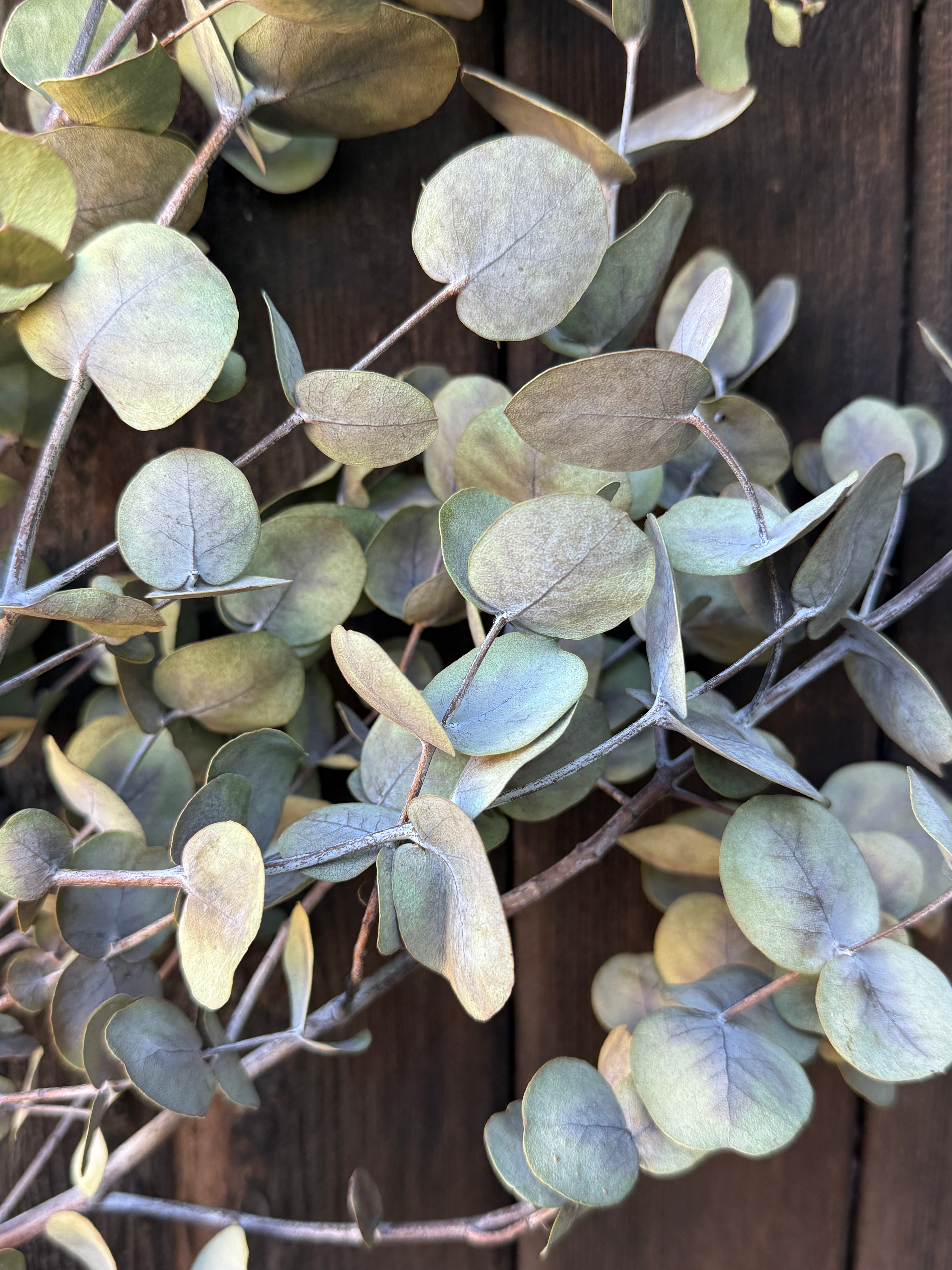 Eucalyptus Dried - English Country Gardens