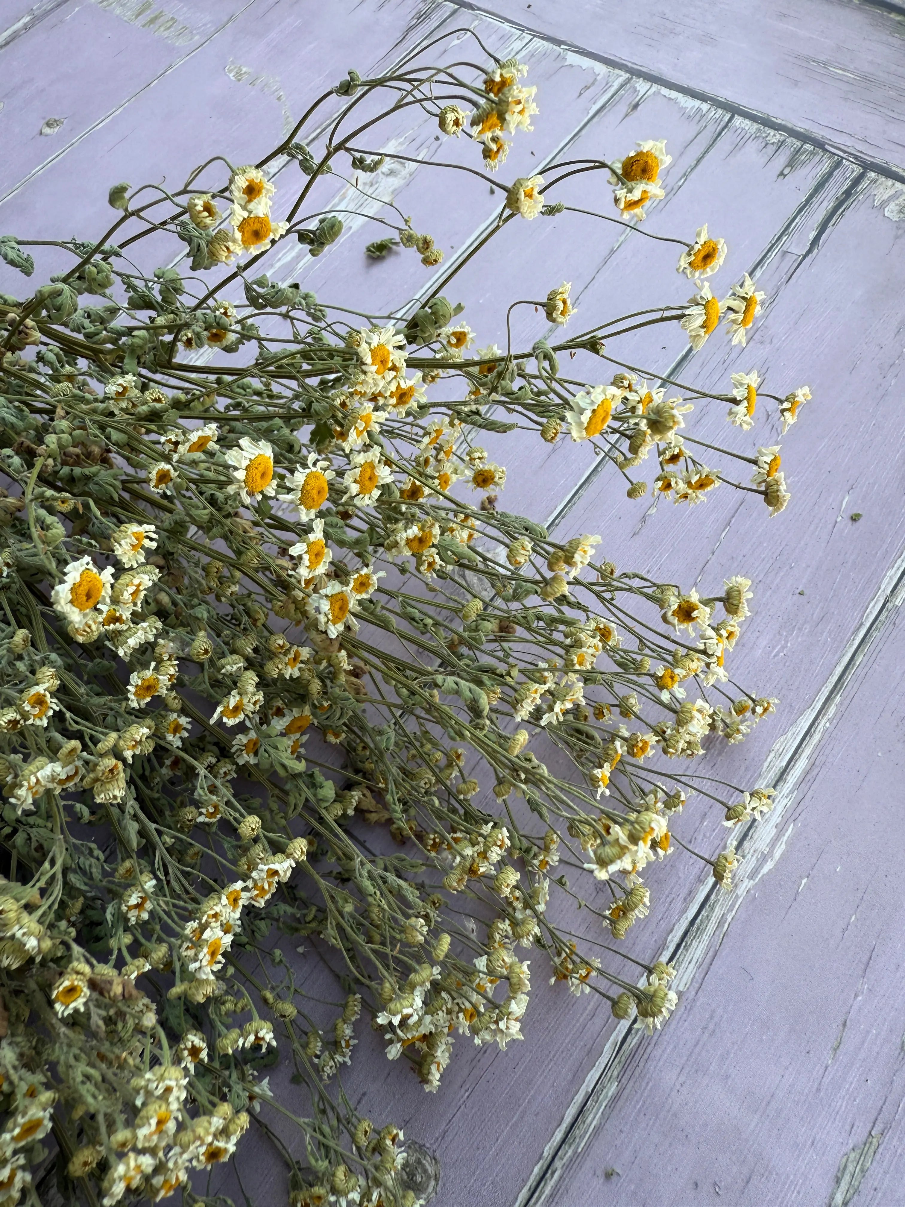 Feverfew Dried - English Country Gardens