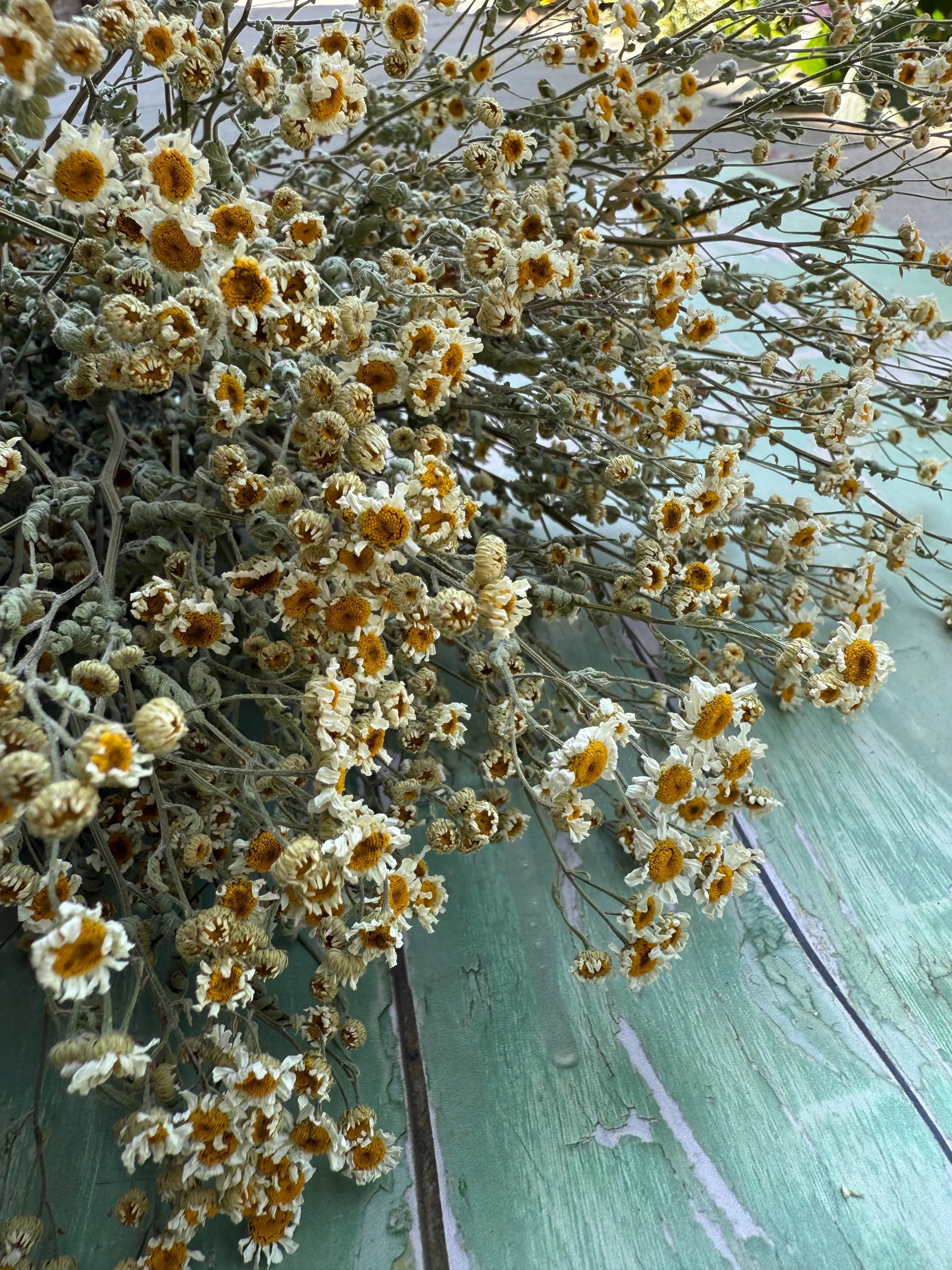 Feverfew Dried - English Country Gardens