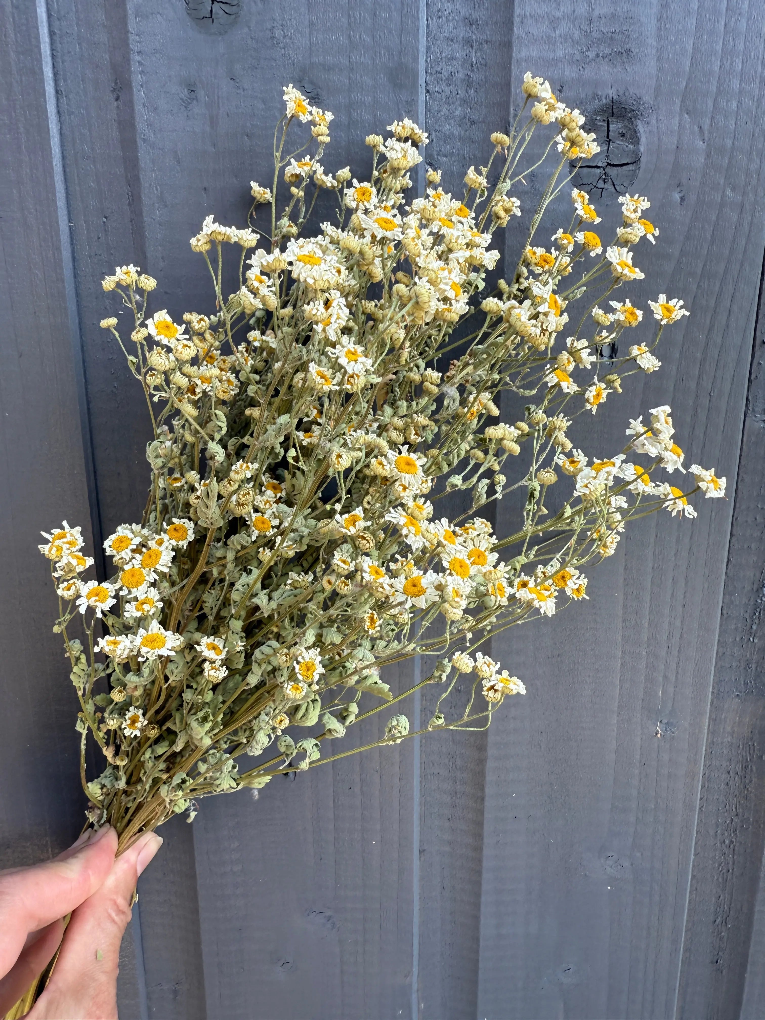 Feverfew Dried - English Country Gardens