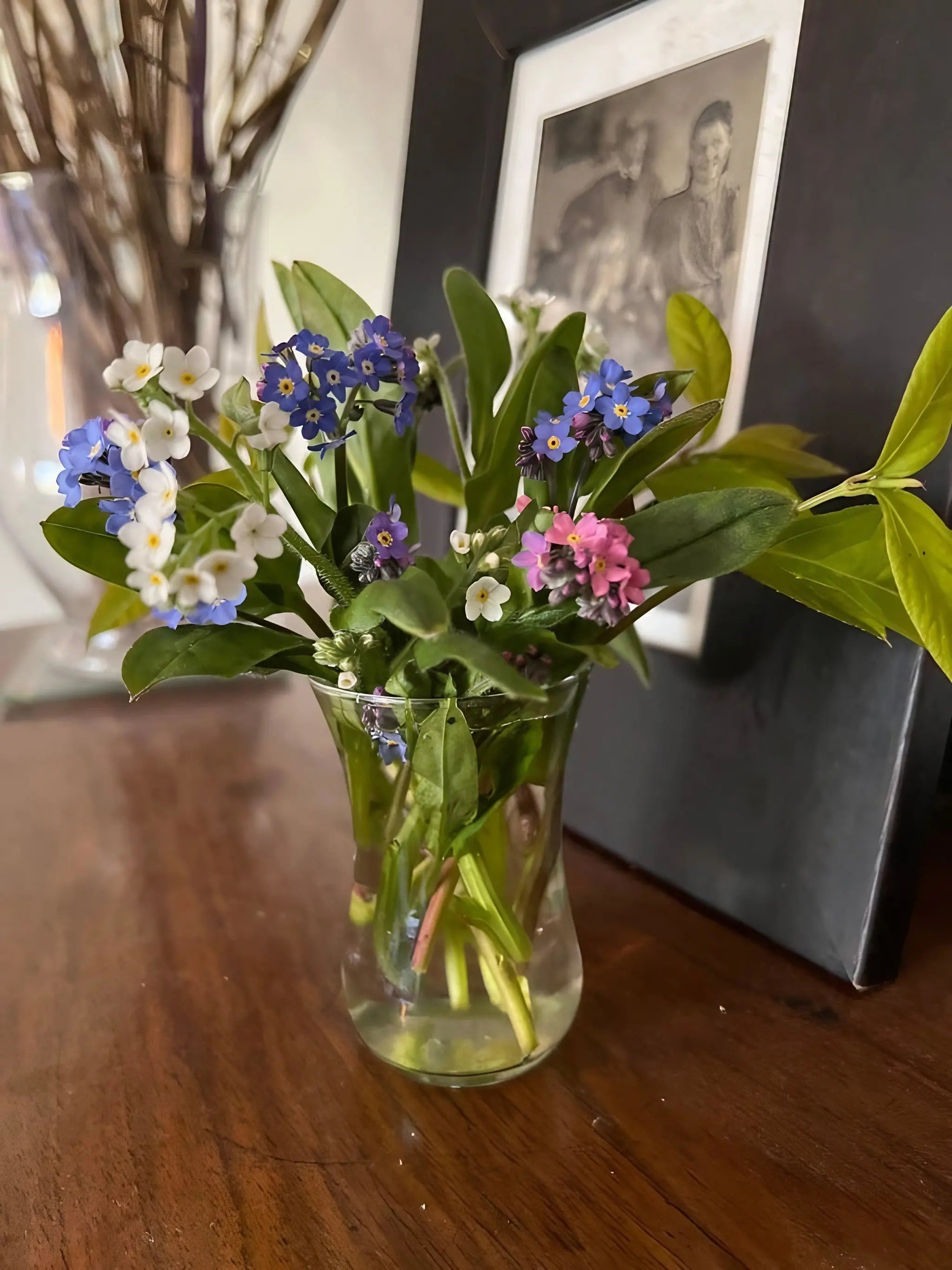 Forget-me-not Victoria Mixed
