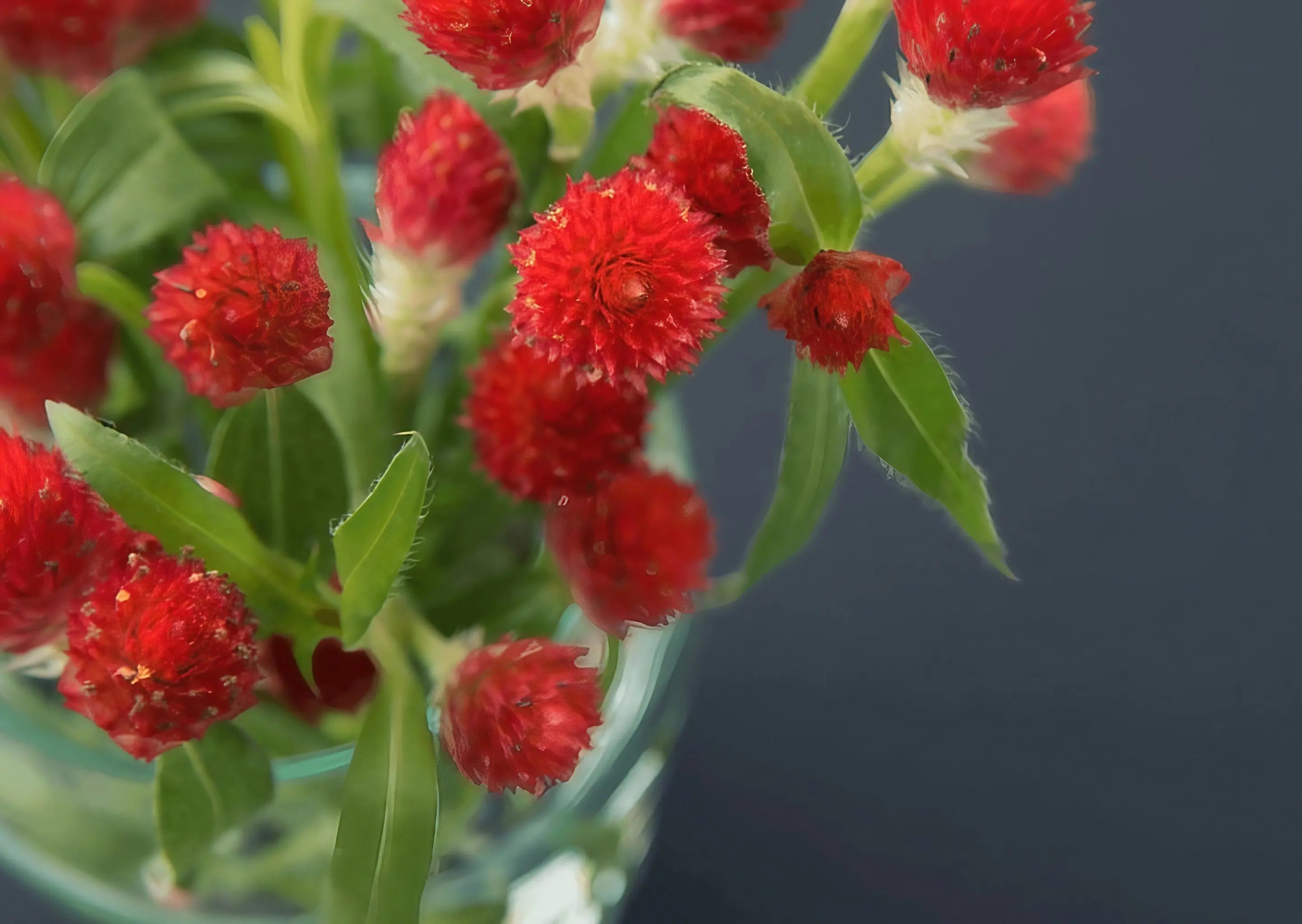 Gomphrena Strawberry Fields