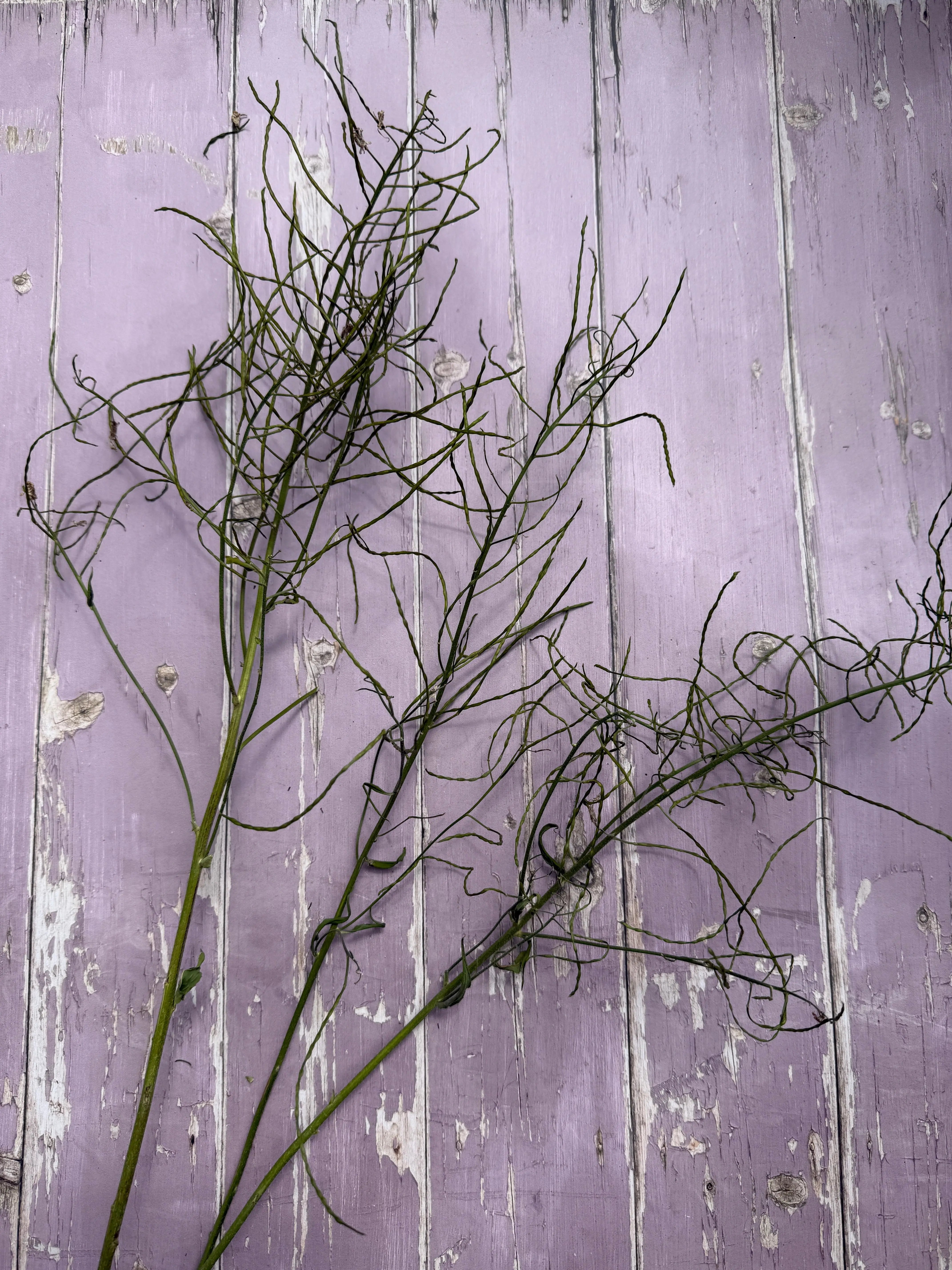 Hesperis (Sweet Rocket) Dried - English Country Gardens
