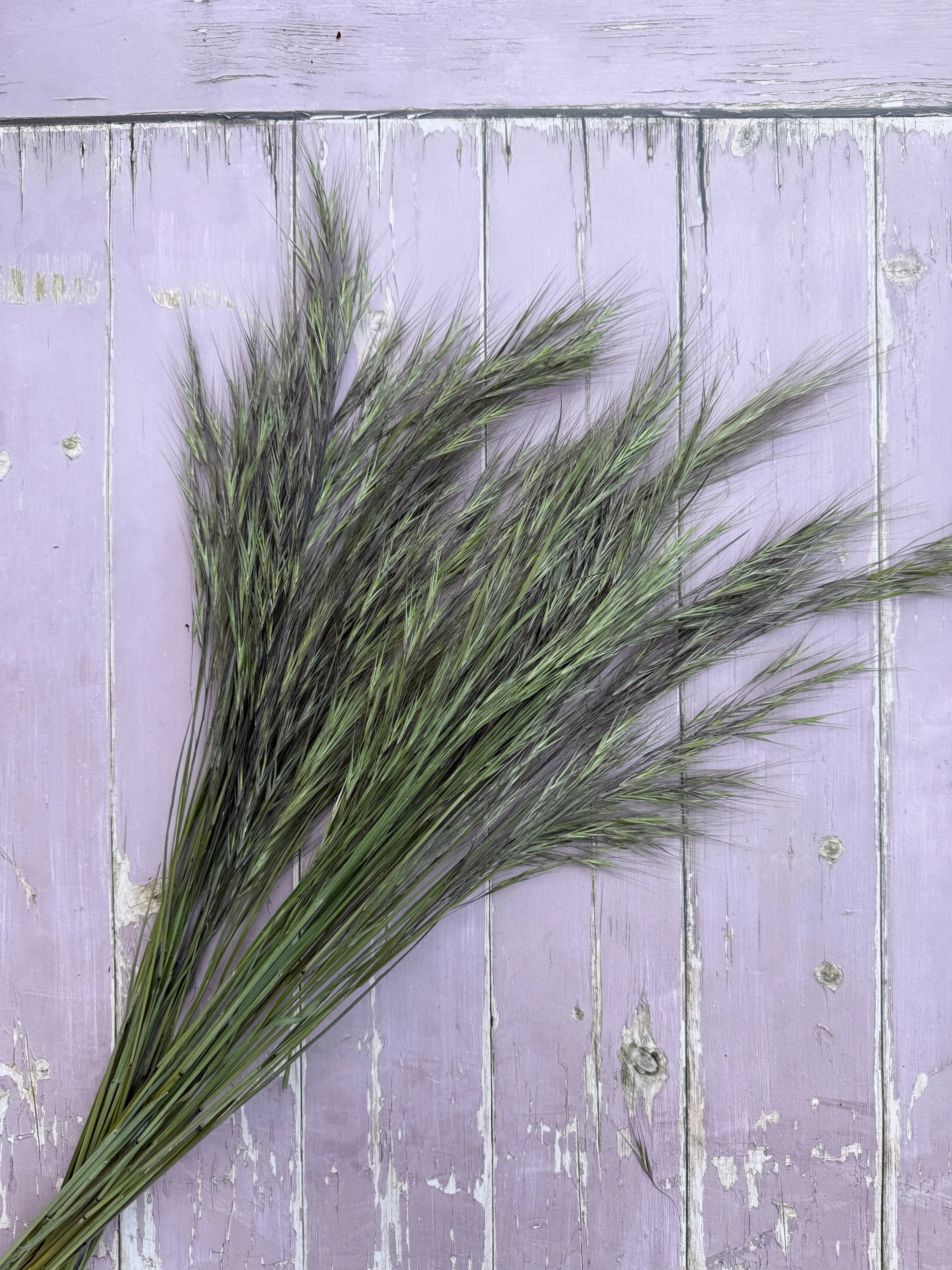 Hordeum (Barley) Grass Dried - English Country Gardens