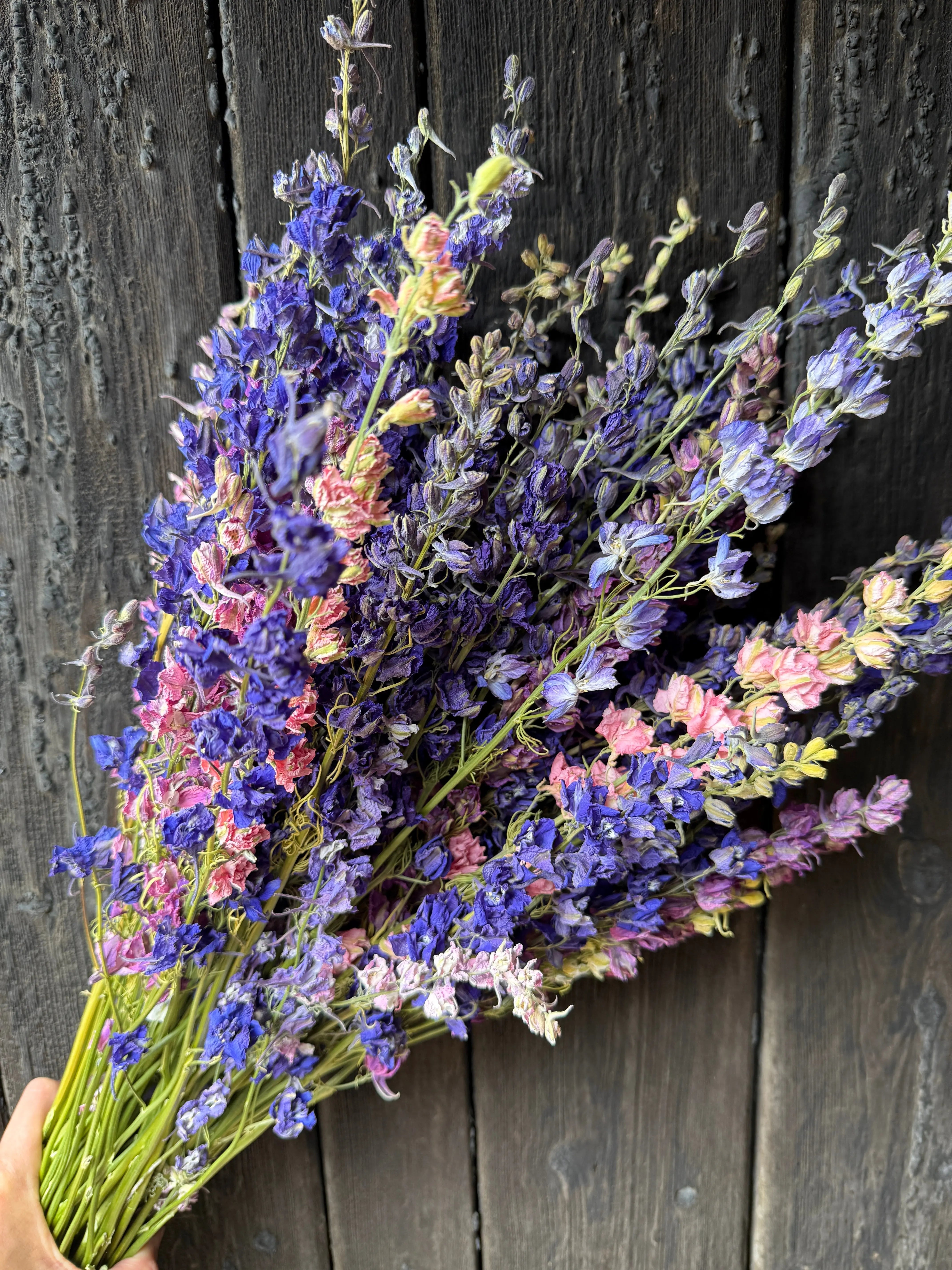 Larkspur Dried - English Country Gardens