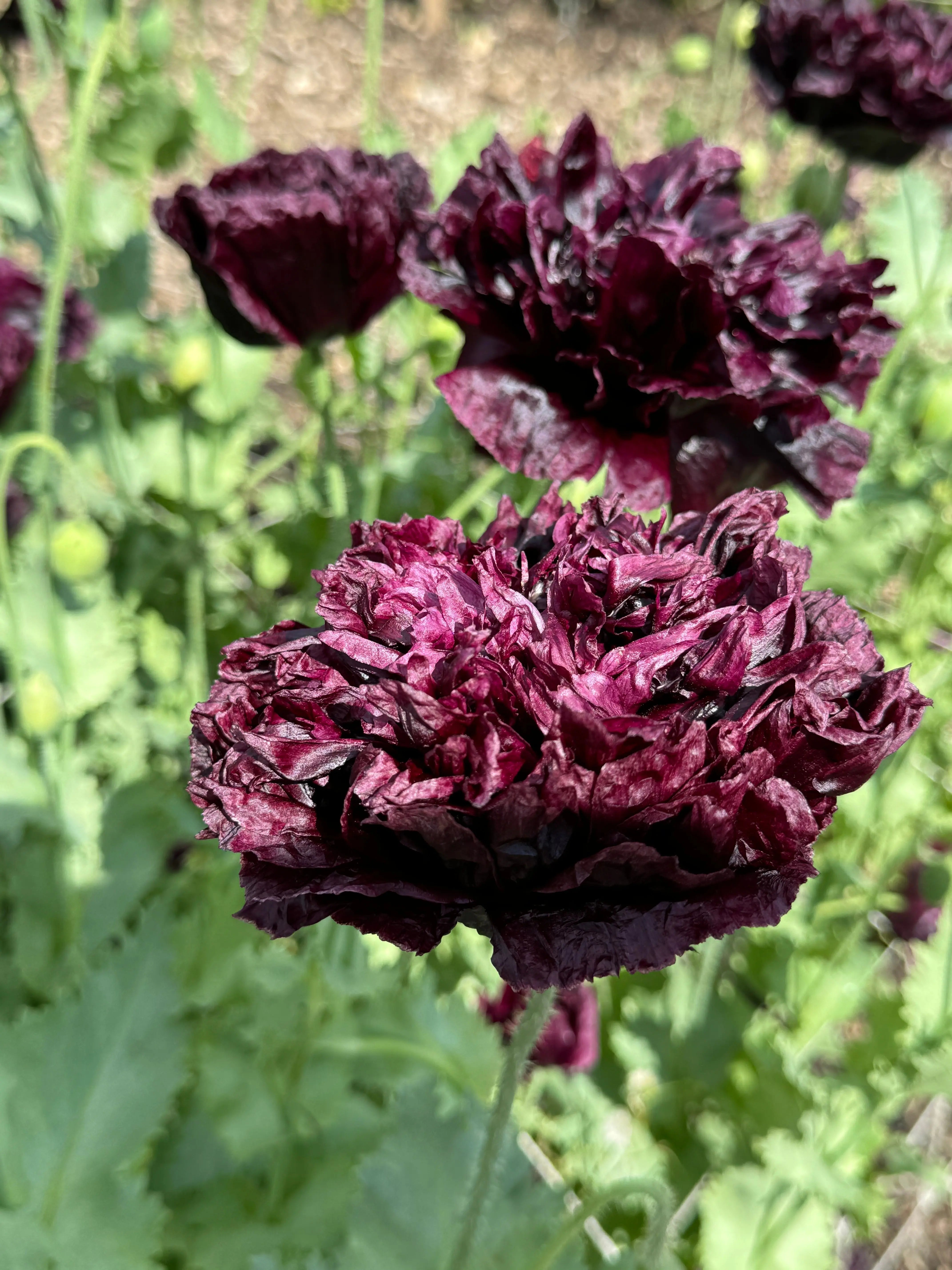 Poppy Black Peony - English Country Gardens