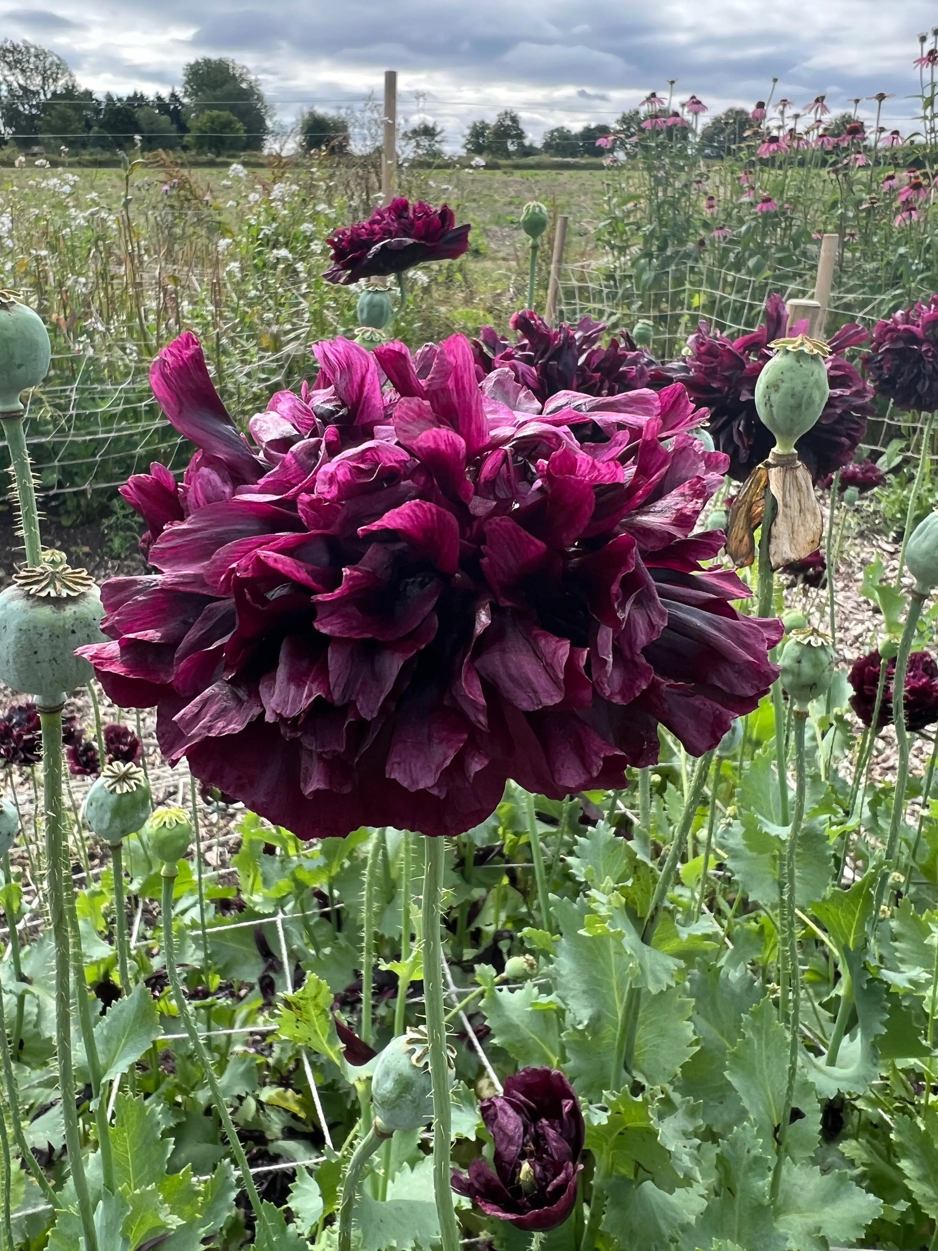 Poppy Black Peony - English Country Gardens