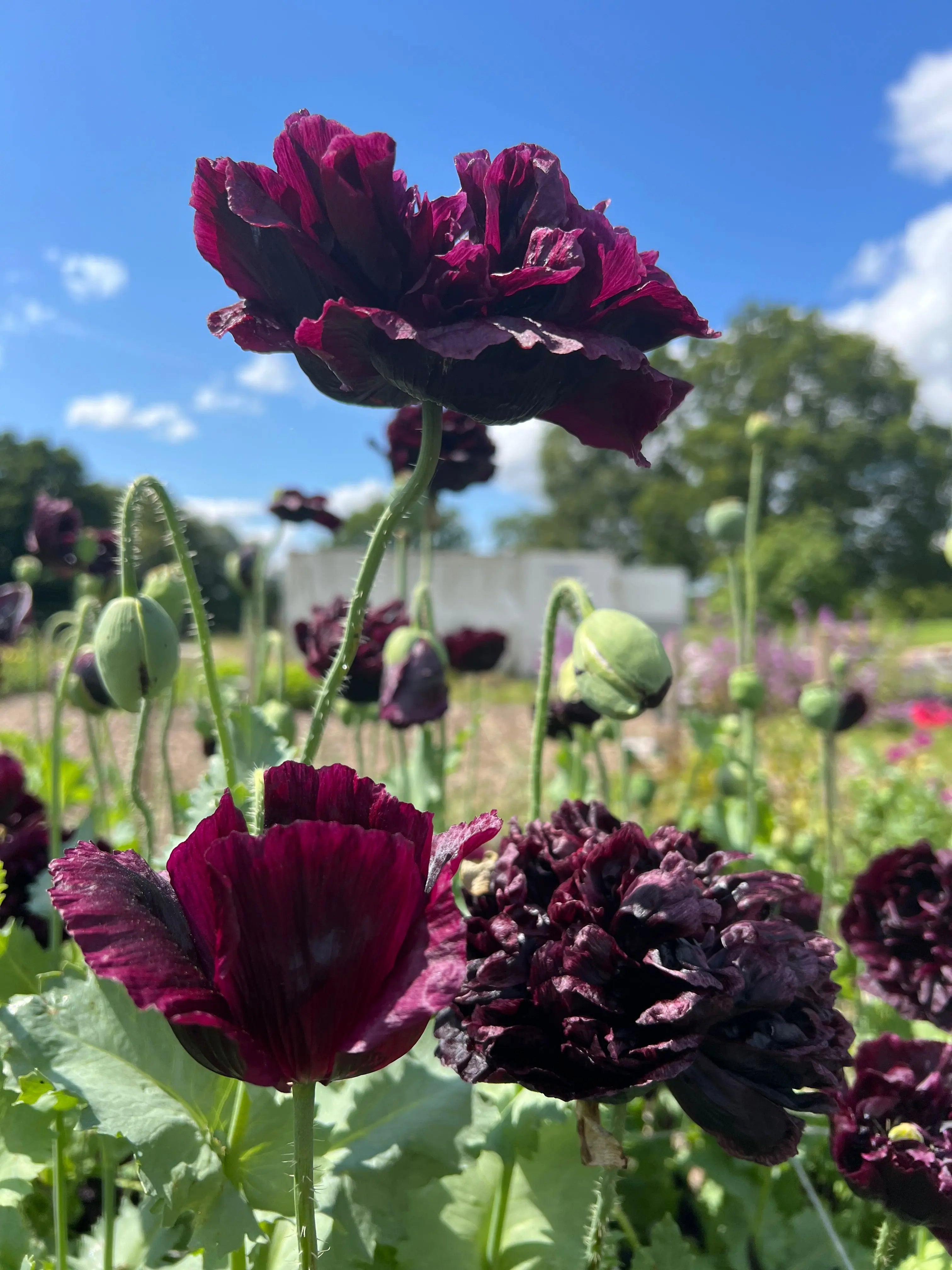 Poppy Black Peony - English Country Gardens