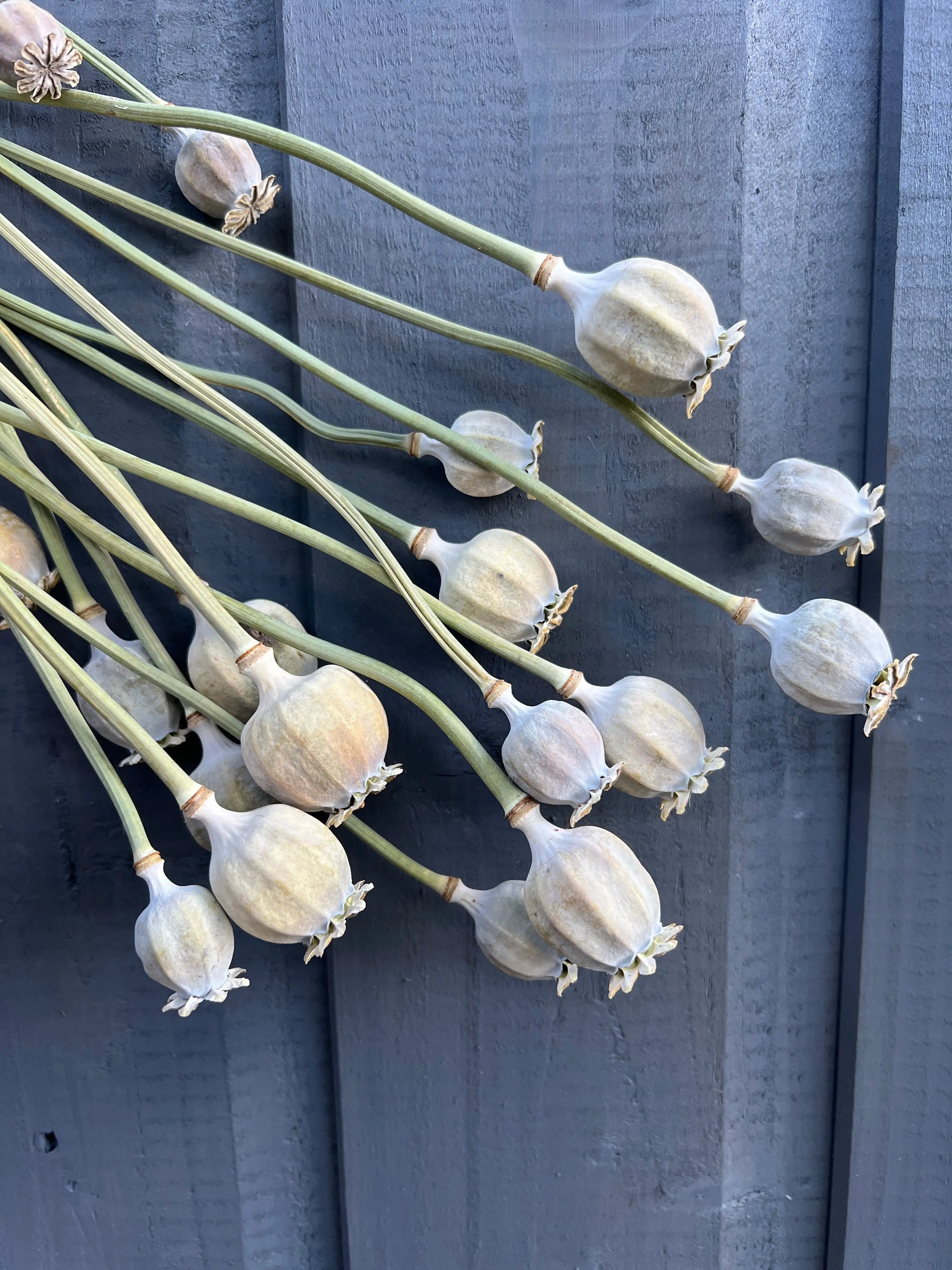 Poppy Heads Dried (Large) - English Country Gardens