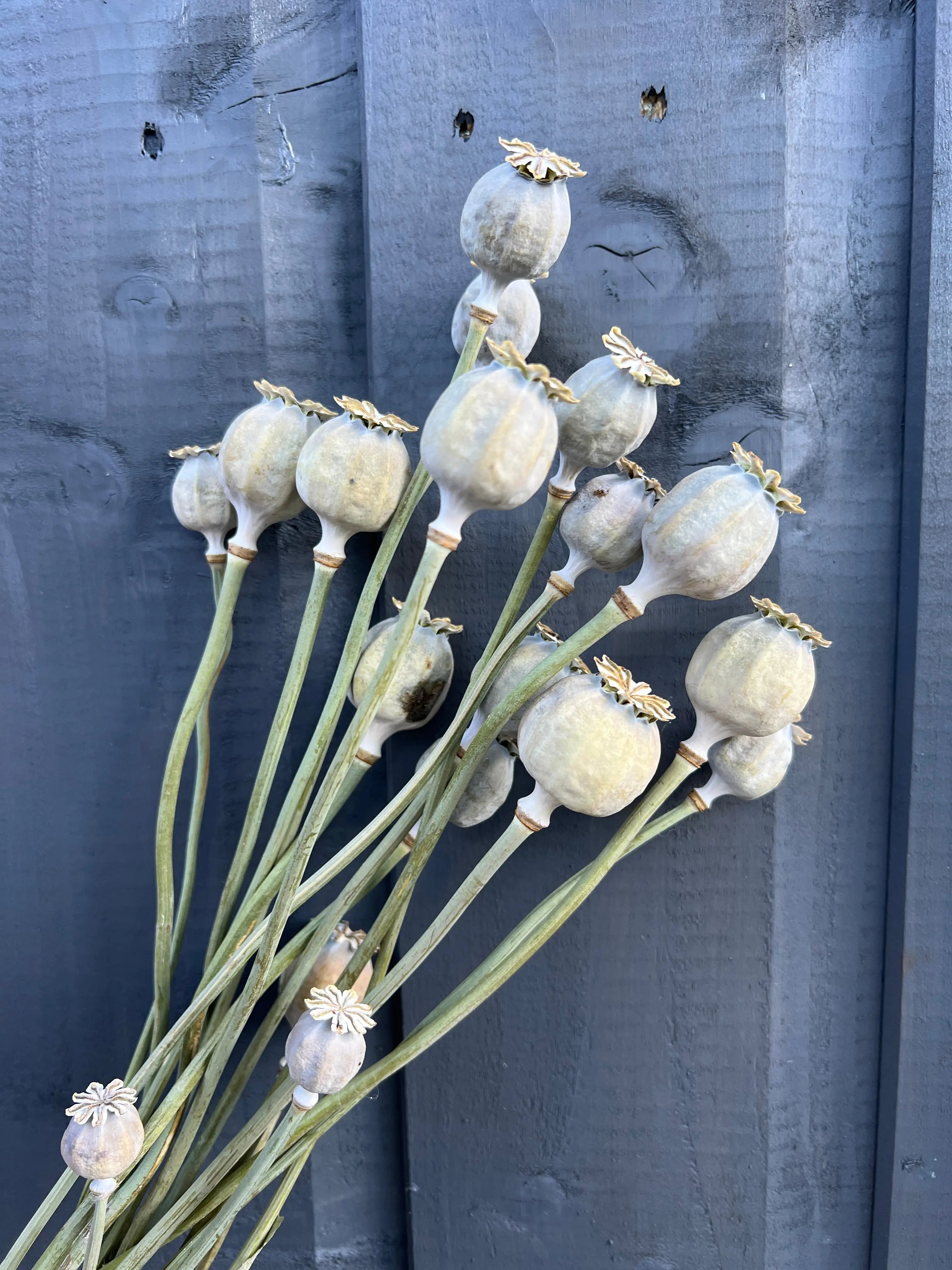 Poppy Heads Dried (Large) - English Country Gardens